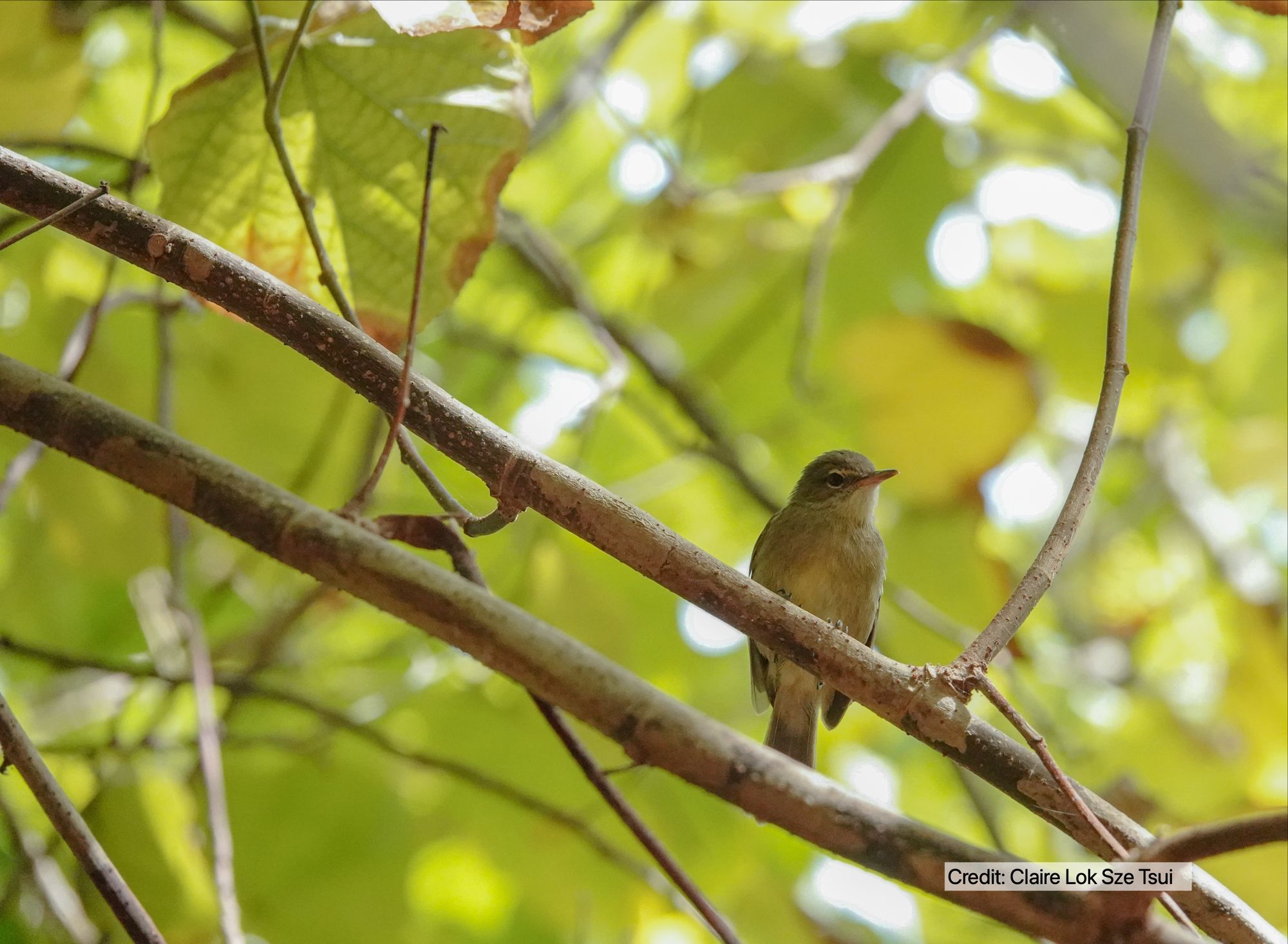 Researchers studied the Seychelles warbler, a small songbird found on Cousin Island