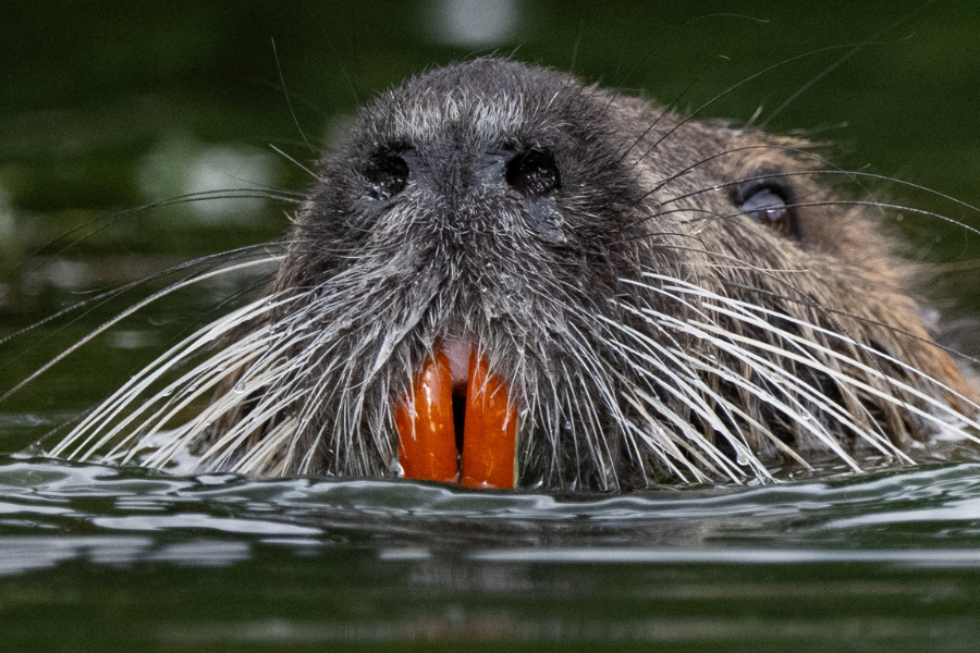 Giant rodent that could devastate California wetlands was ‘deliberately’ reintroduced to population, experts fear – UK Times