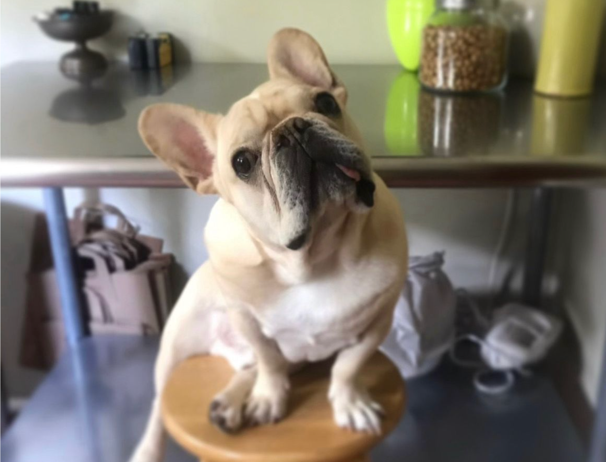 Brody the French Bulldog. His owner, Page Ryland, is one of many American pet owners who are increasingly considering veterinary treatments across the border as a result of exorbitant costs in the US