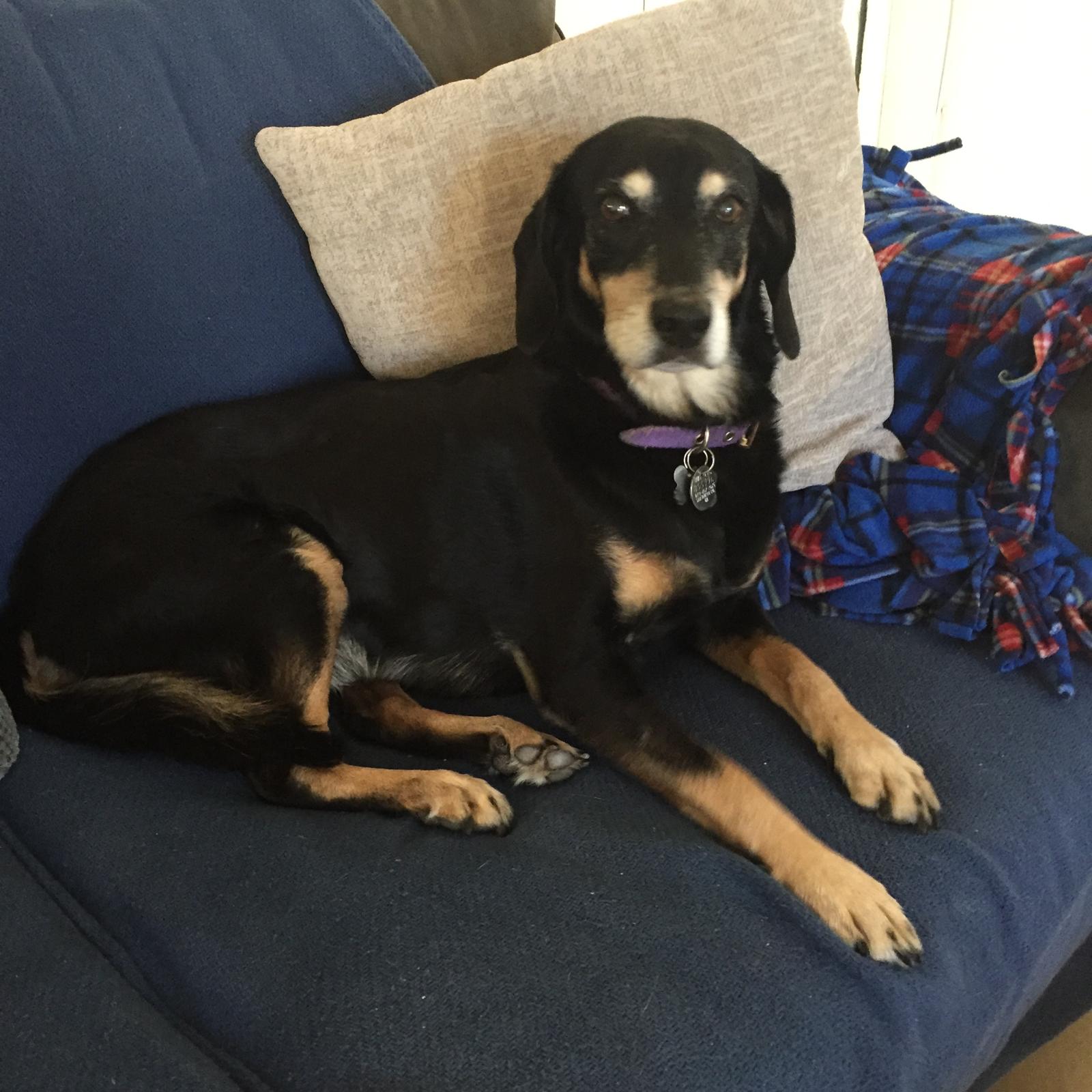 After doing research online, Anna Ginsky realized there were much more affordable options across the U.S.-Mexico border. After settling on a vet, she and her dog Ellie travelled to the clinic where she had the dental work