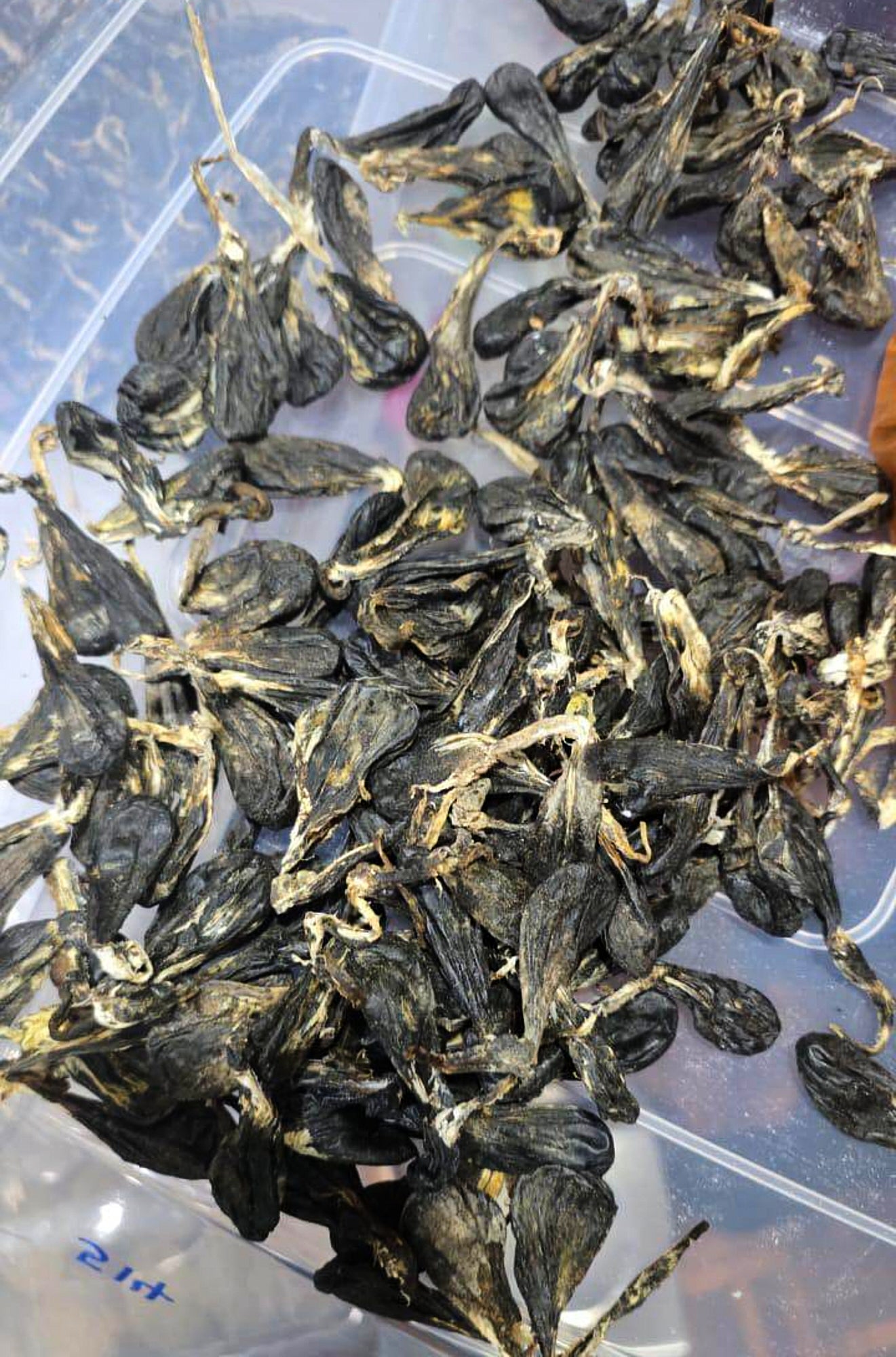 Vietnamese man pleads guilty to possessing protected python parts in ...