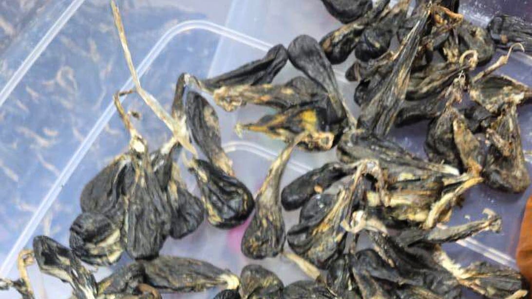 Vietnamese man pleads guilty to possessing protected python parts in ...