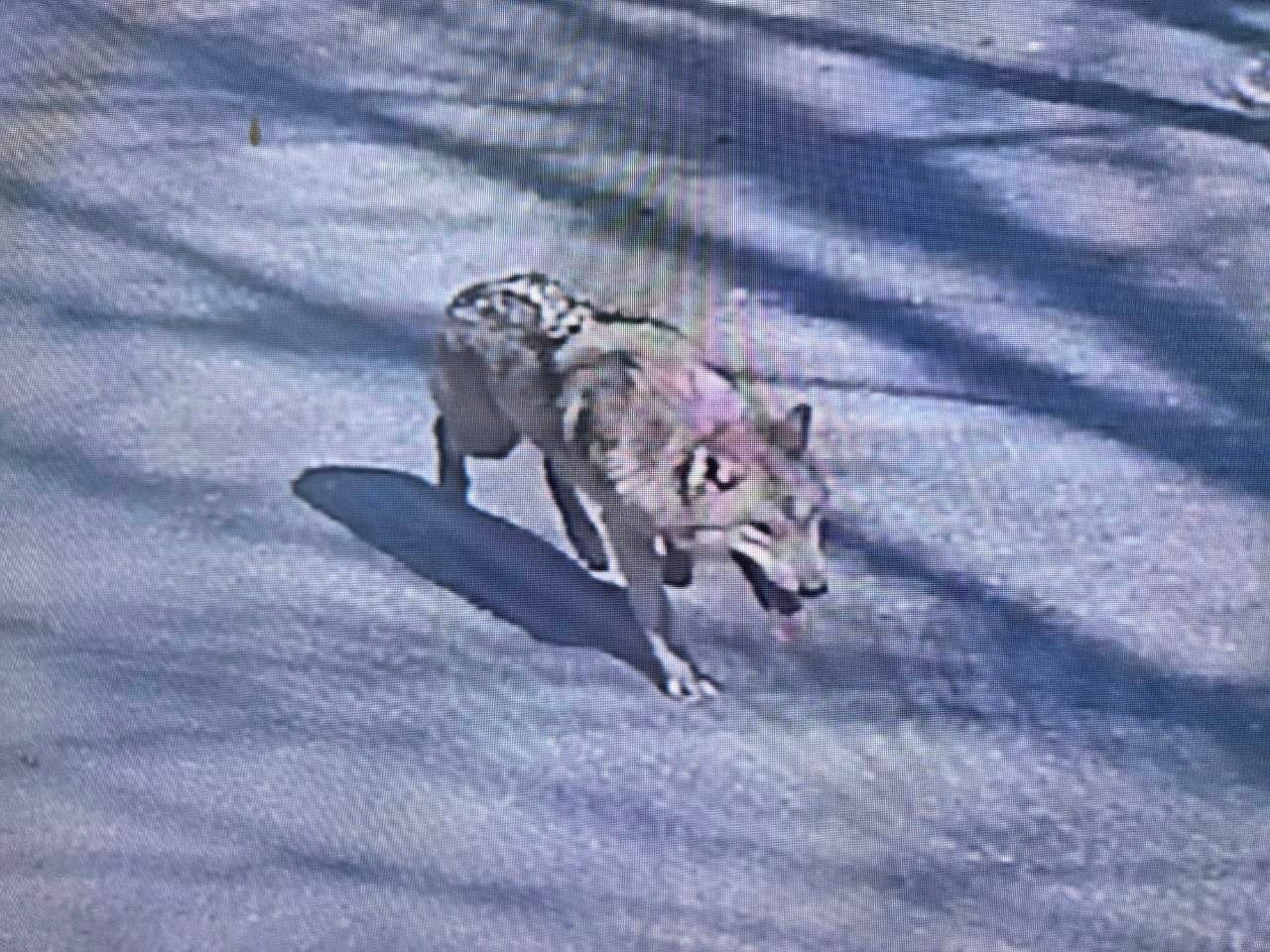 Search for escaped wolf in South Korea enters fourth day as efforts hindered by AI image confusion – UK Times