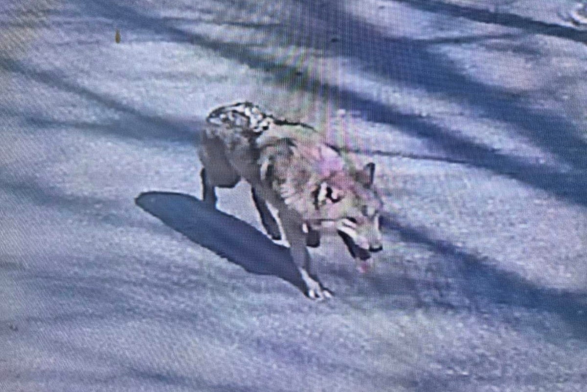 Search for escaped wolf in South Korea enters fourth day as efforts hindered by AI image confusion