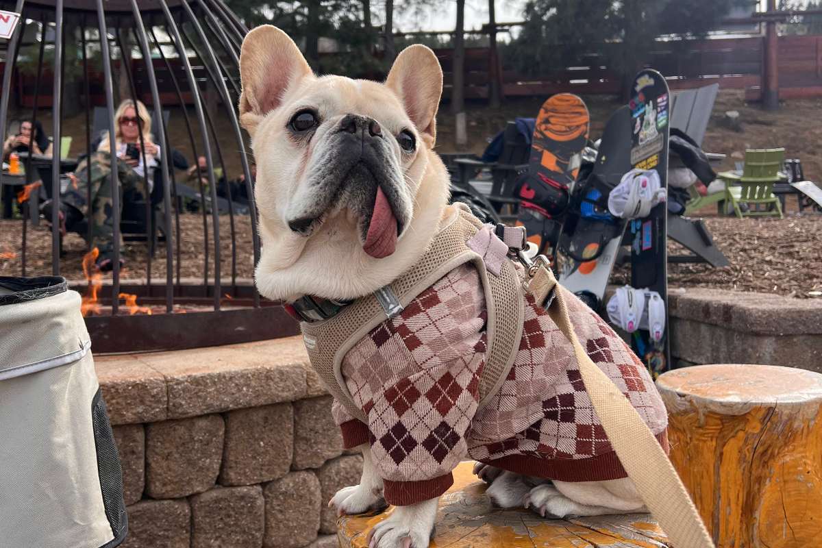 Köpek sağlığı bütçeyi zorluyor mu? Köpeğinizi ve pasaportunuzu alın ve Tijuana'ya gidin