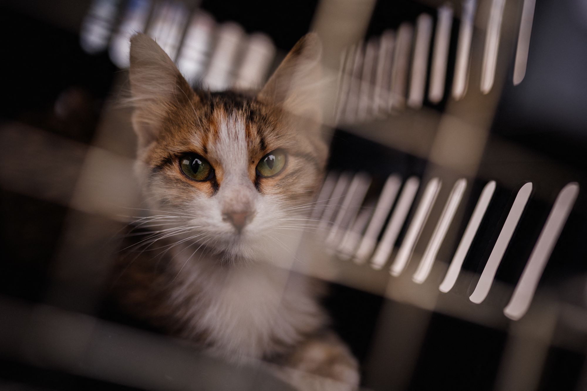 Family reunited with cat who went missing seven years ago in California ...
