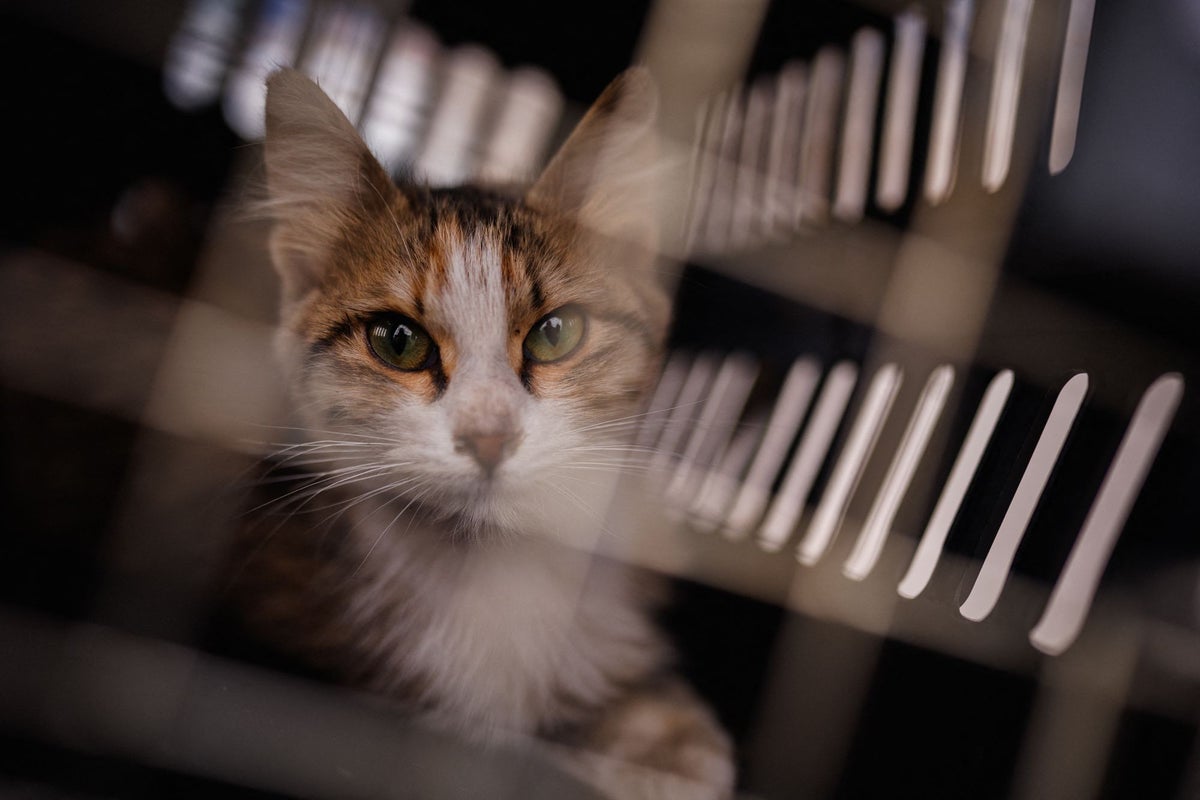 Family reunited with cat who went missing seven years ago in California