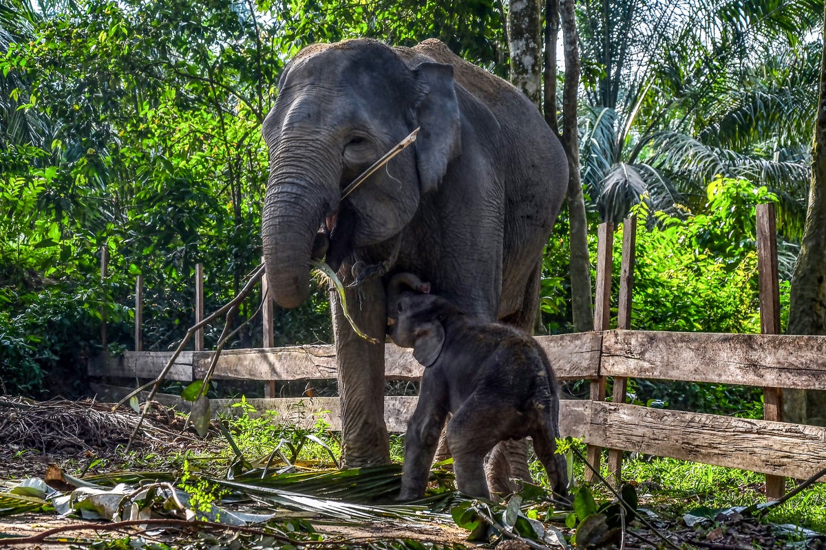 Elephant tramples 69-year-old man to death at Malaysian oil plantation