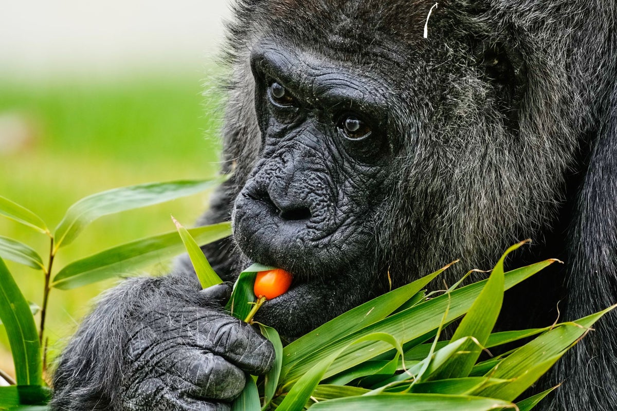 World’s oldest gorilla celebrates her birthday with a lavish feast – UK Times World’s oldest gorilla celebrates her birthday with a lavish feast – UK Times
