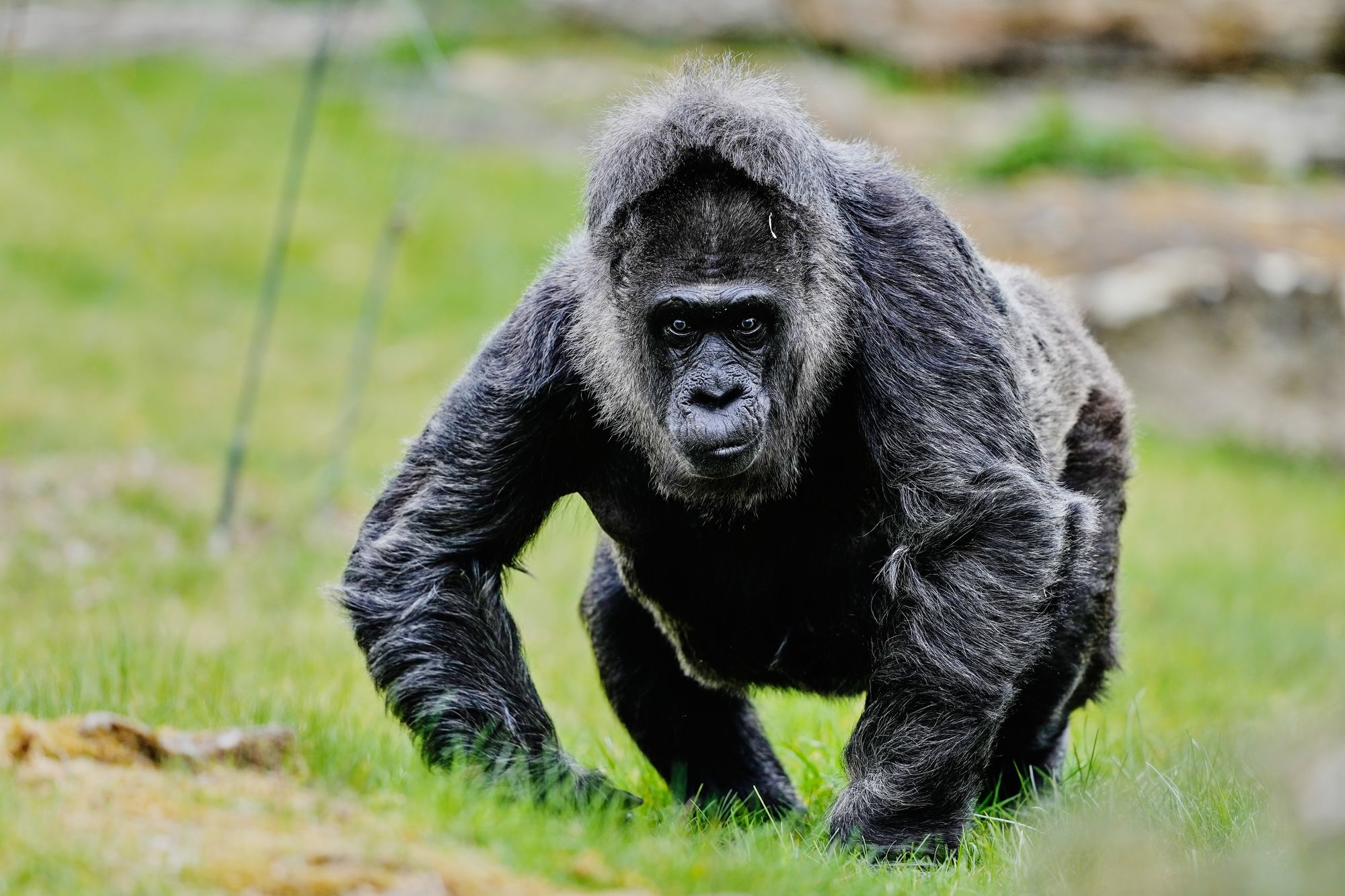 Fatou enjoys her own enclosure, preferring a quiet life away from the zoo’s younger gorillas