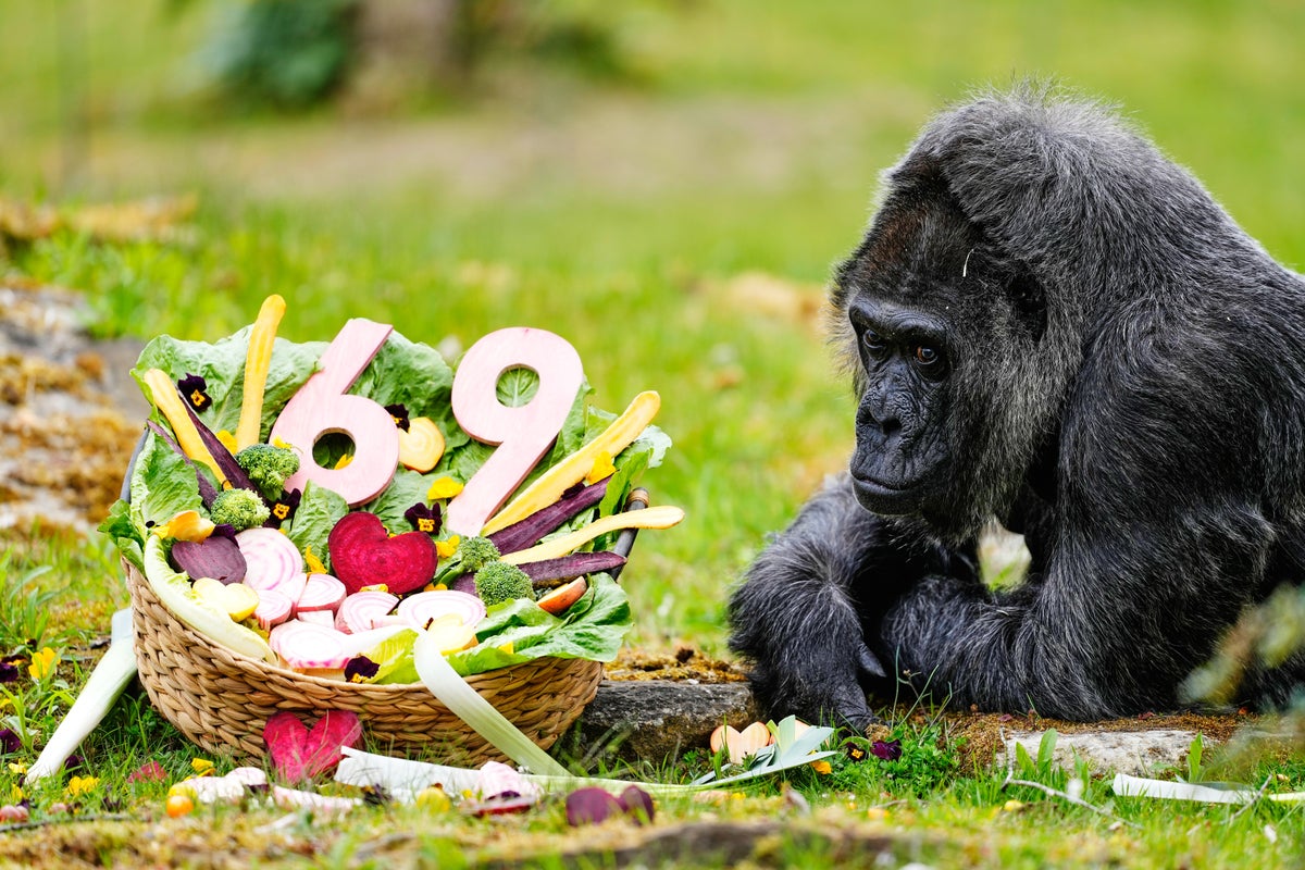 Berlin Zoo's Lady Fatou Turns 69, Recognized as World’s Oldest Gorilla