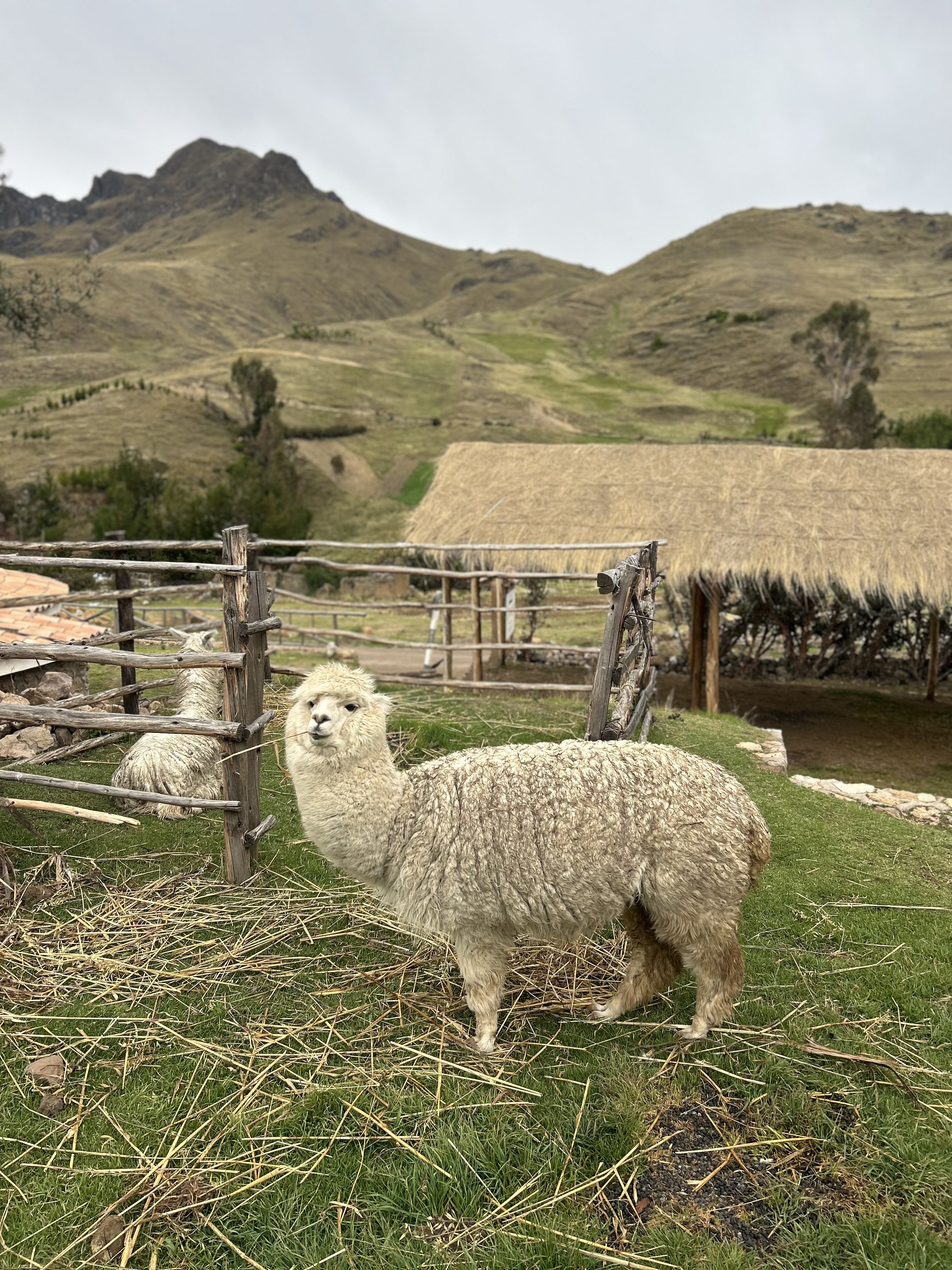 Alpacas at Parque de la Papa in Peru
