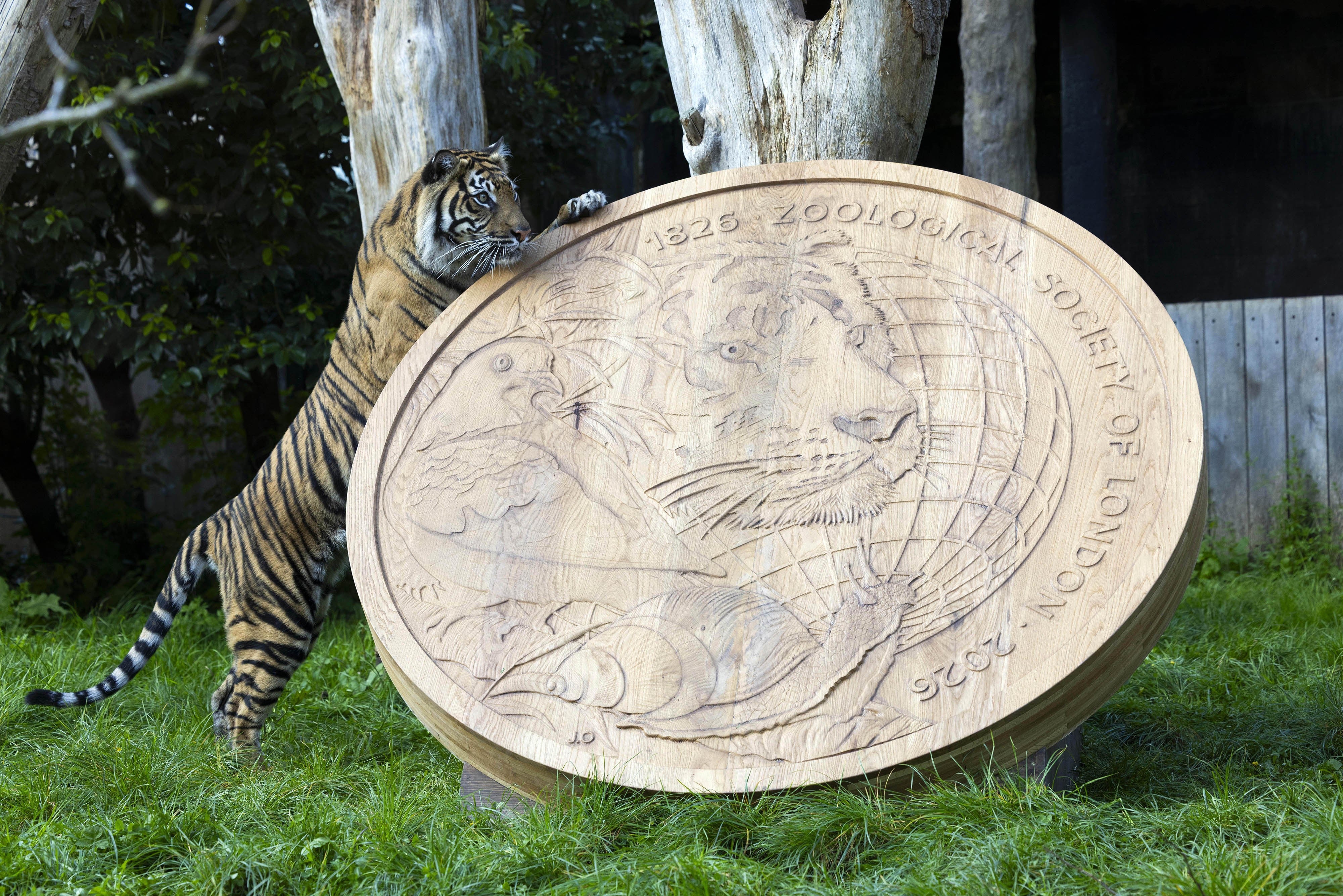 Zoo Coin Rides Roarsome: Giant replica coin unveiled at London Zoo to mark 200 years ...
