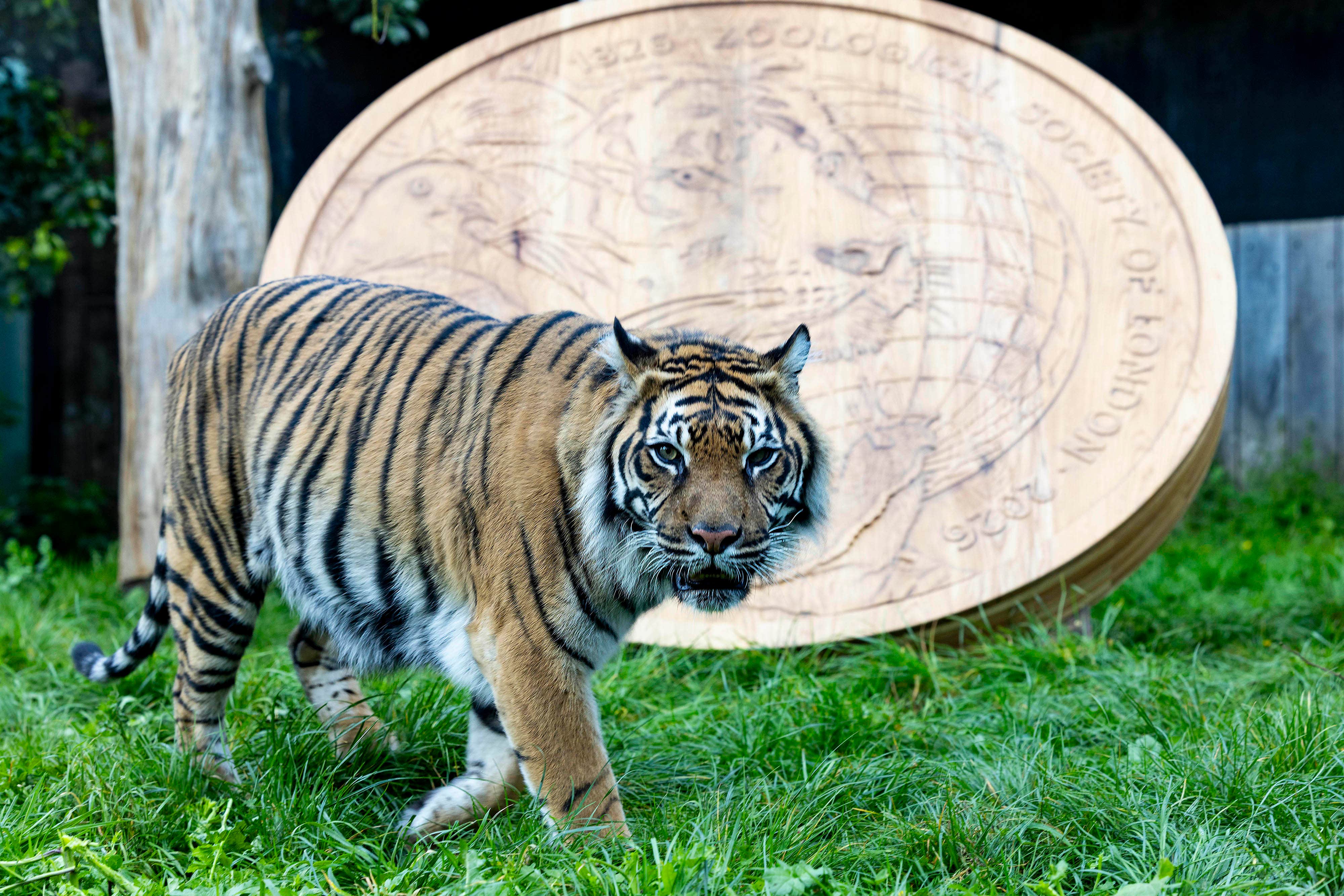 オブジェ　zoo Roarsome: Giant replica coin unveiled at London Zoo to mark 200