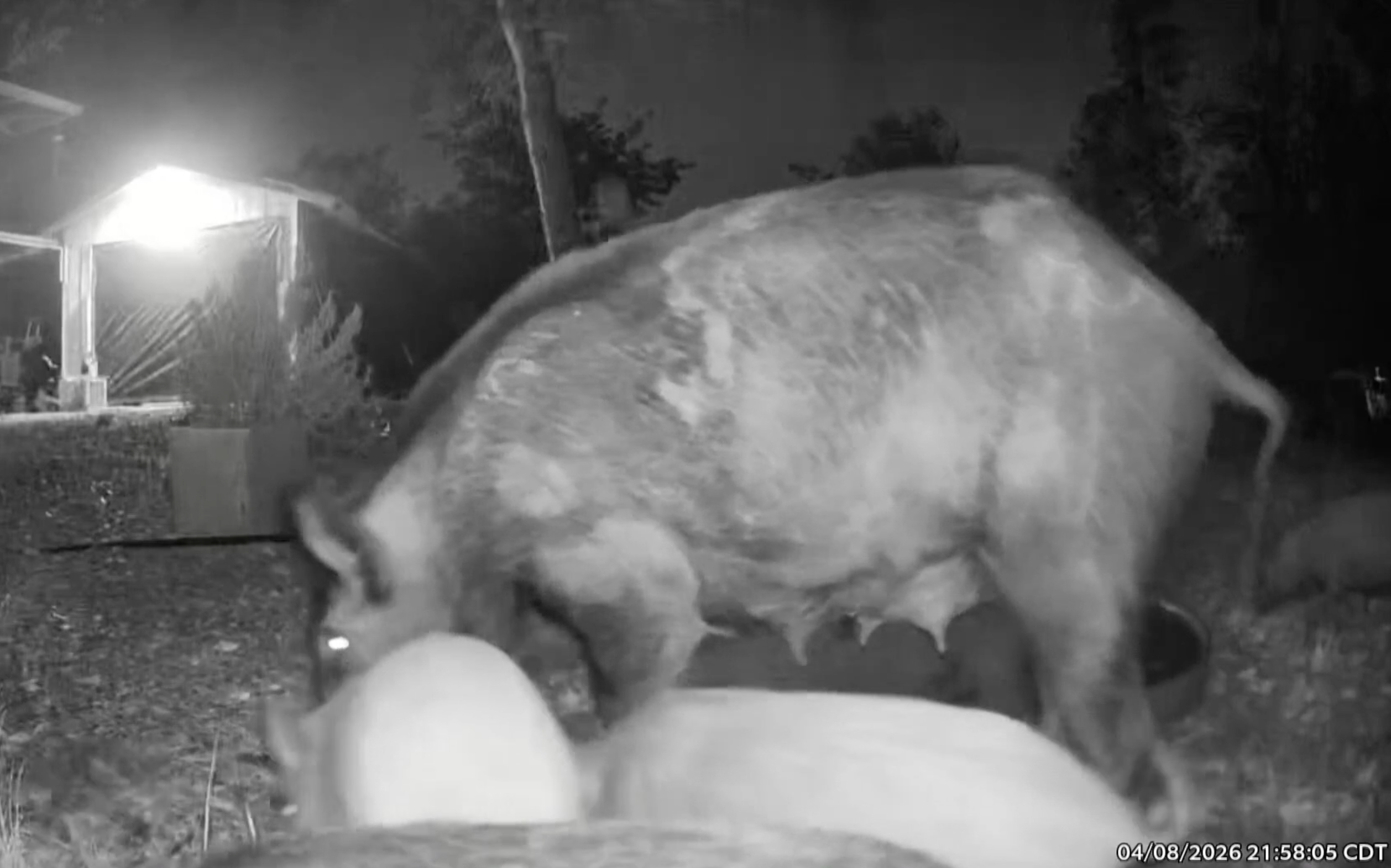 Erstmals tauchen in texanischen Wohngebieten verwilderte Schweine auf ...