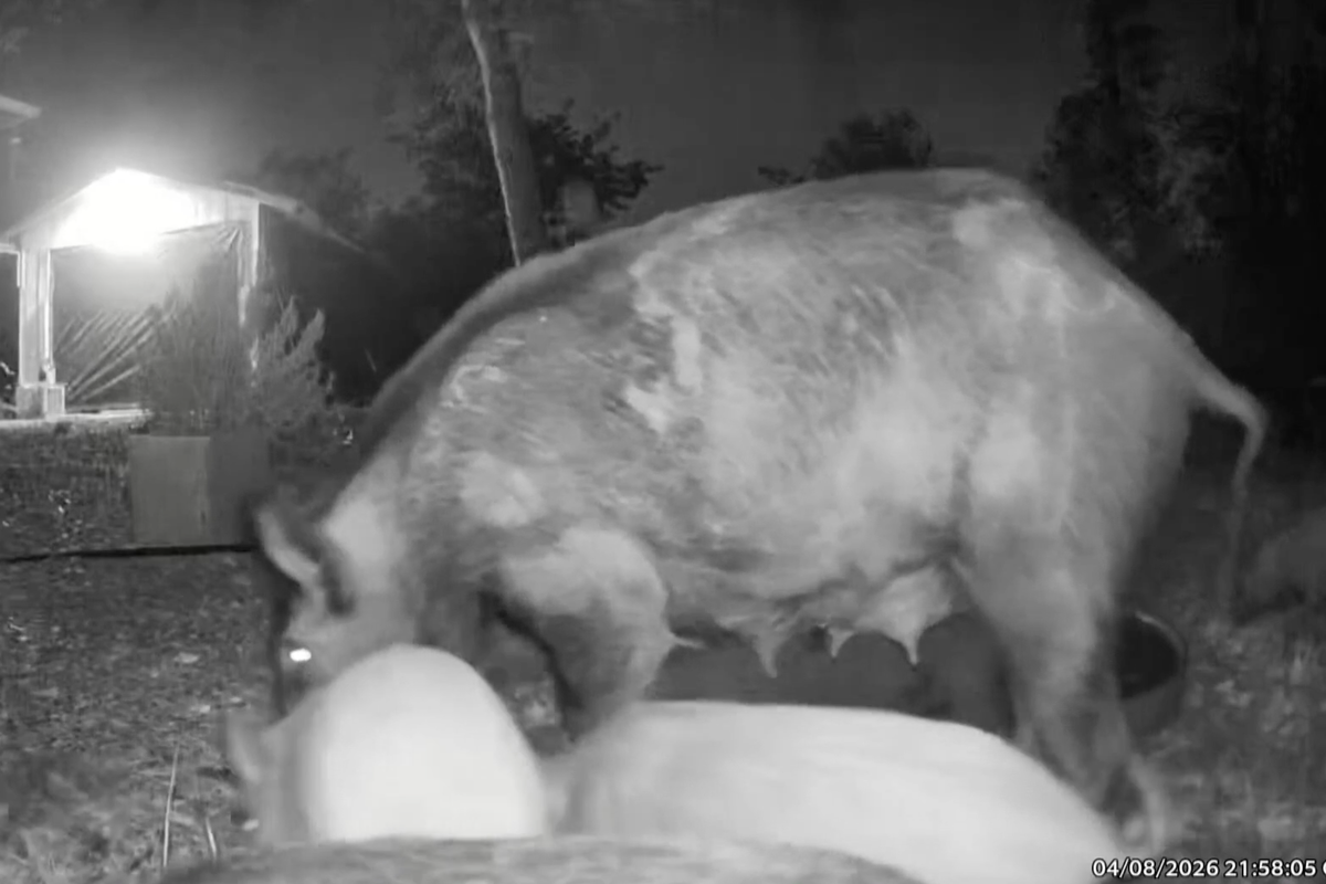 Erstmals tauchen in texanischen Wohngebieten verwilderte Schweine auf ...