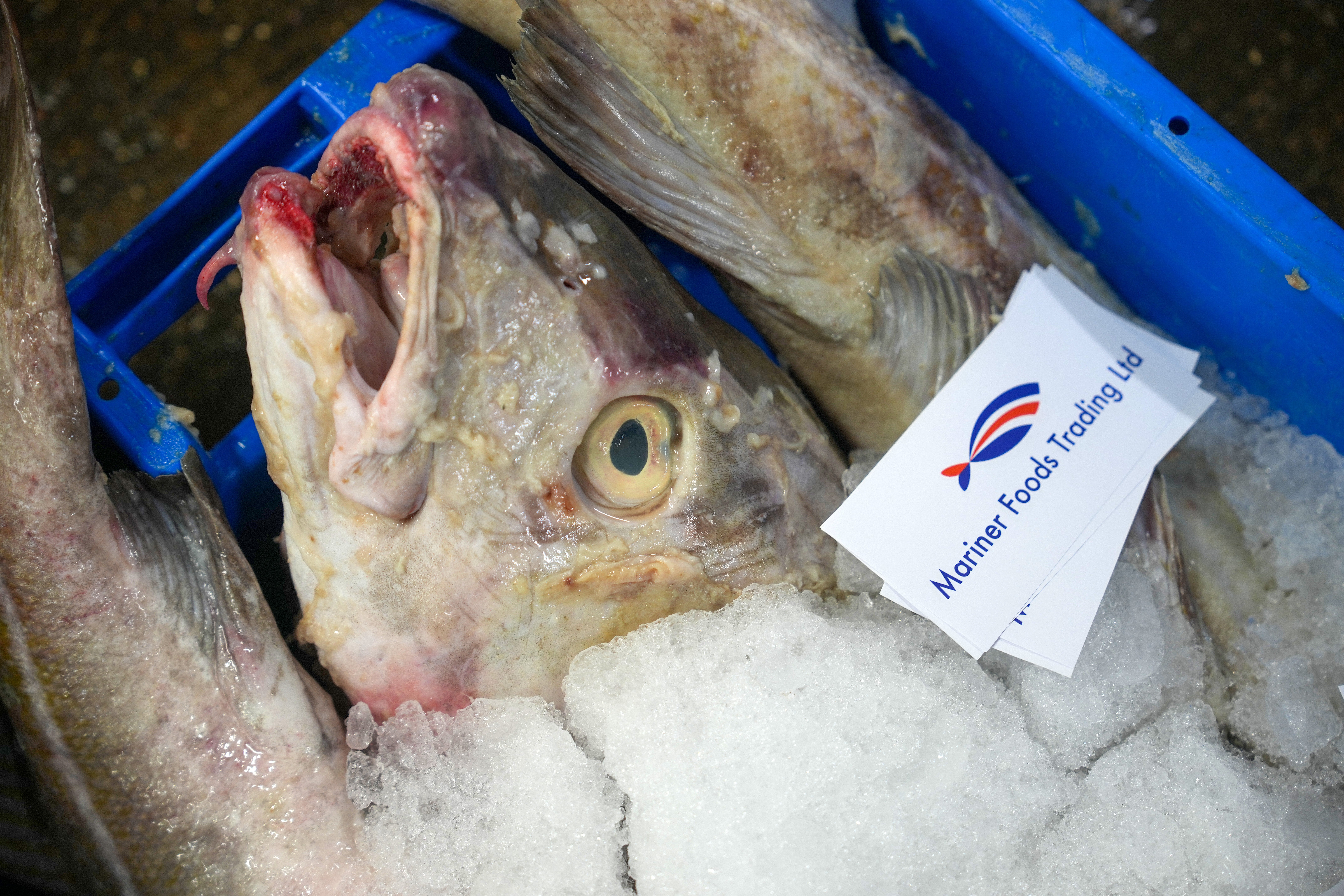 Data shows cod populations are declining