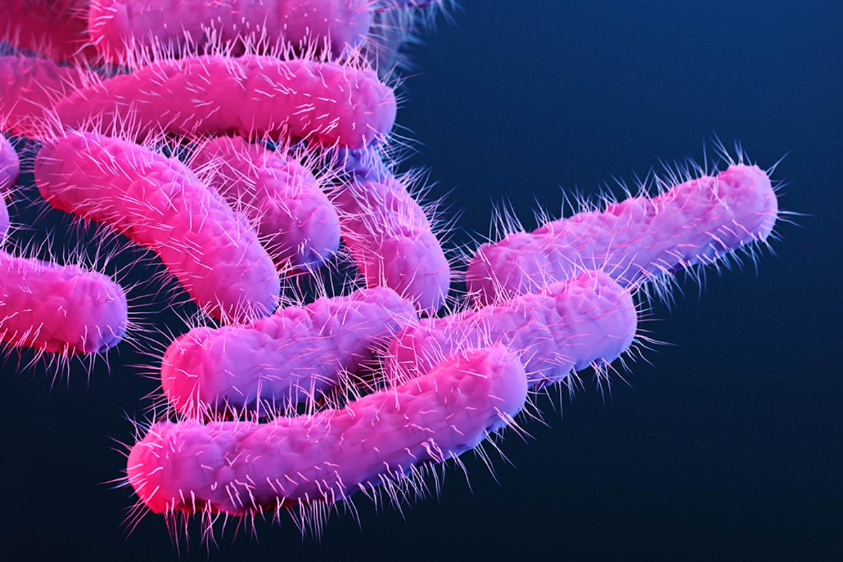 US health officials warn surge in drug‑resistant Shigella linked to sexual transmission