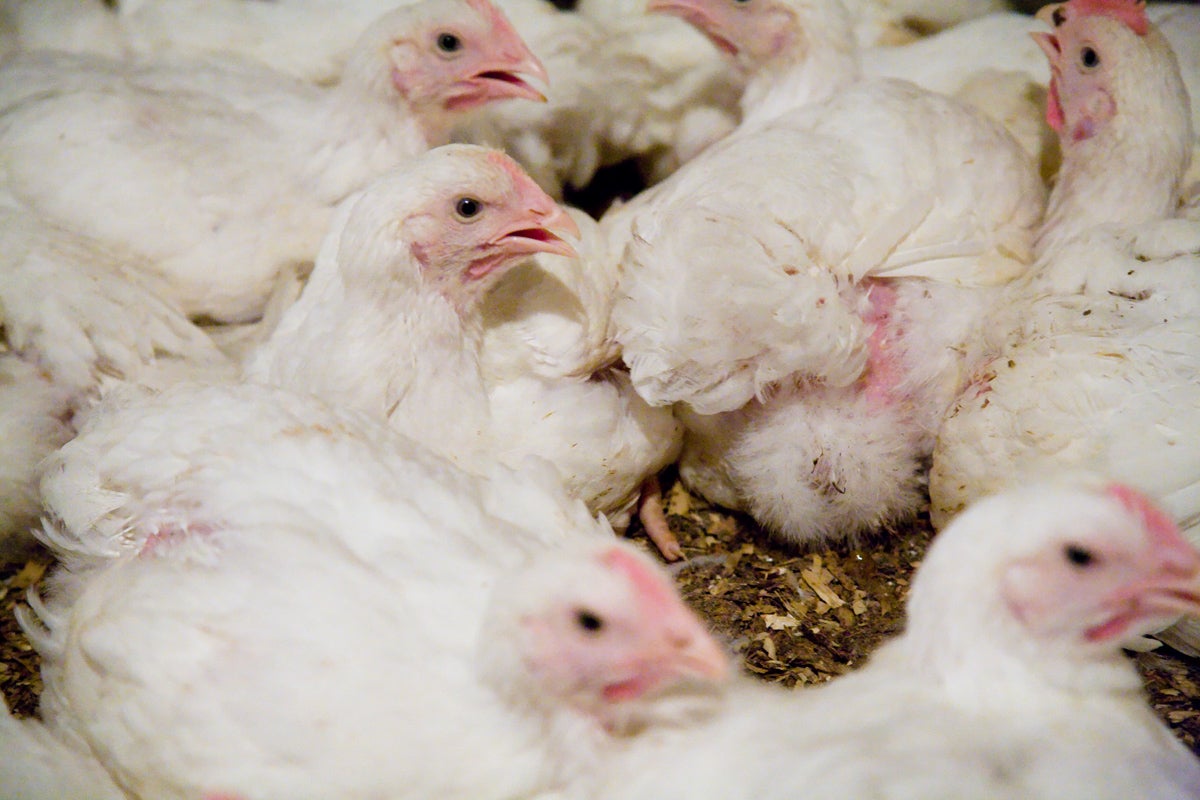 Intensive farms release more ammonia than the environment or our bodies can cope with, says Ciwf