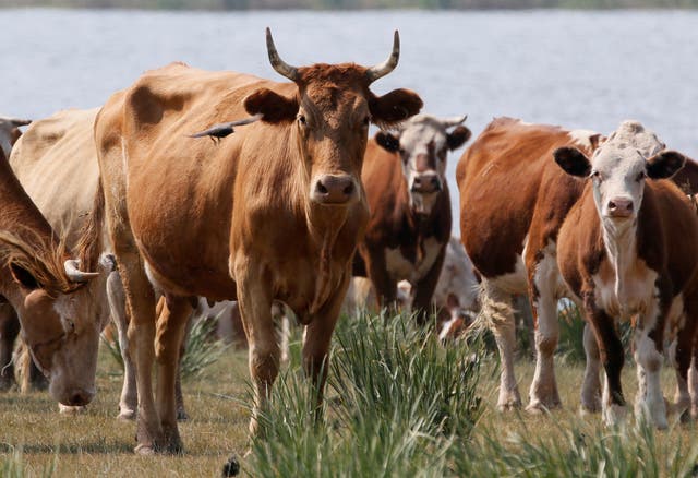 Five Men Arrested for Stealing and Slaughtering 70 Cattle
