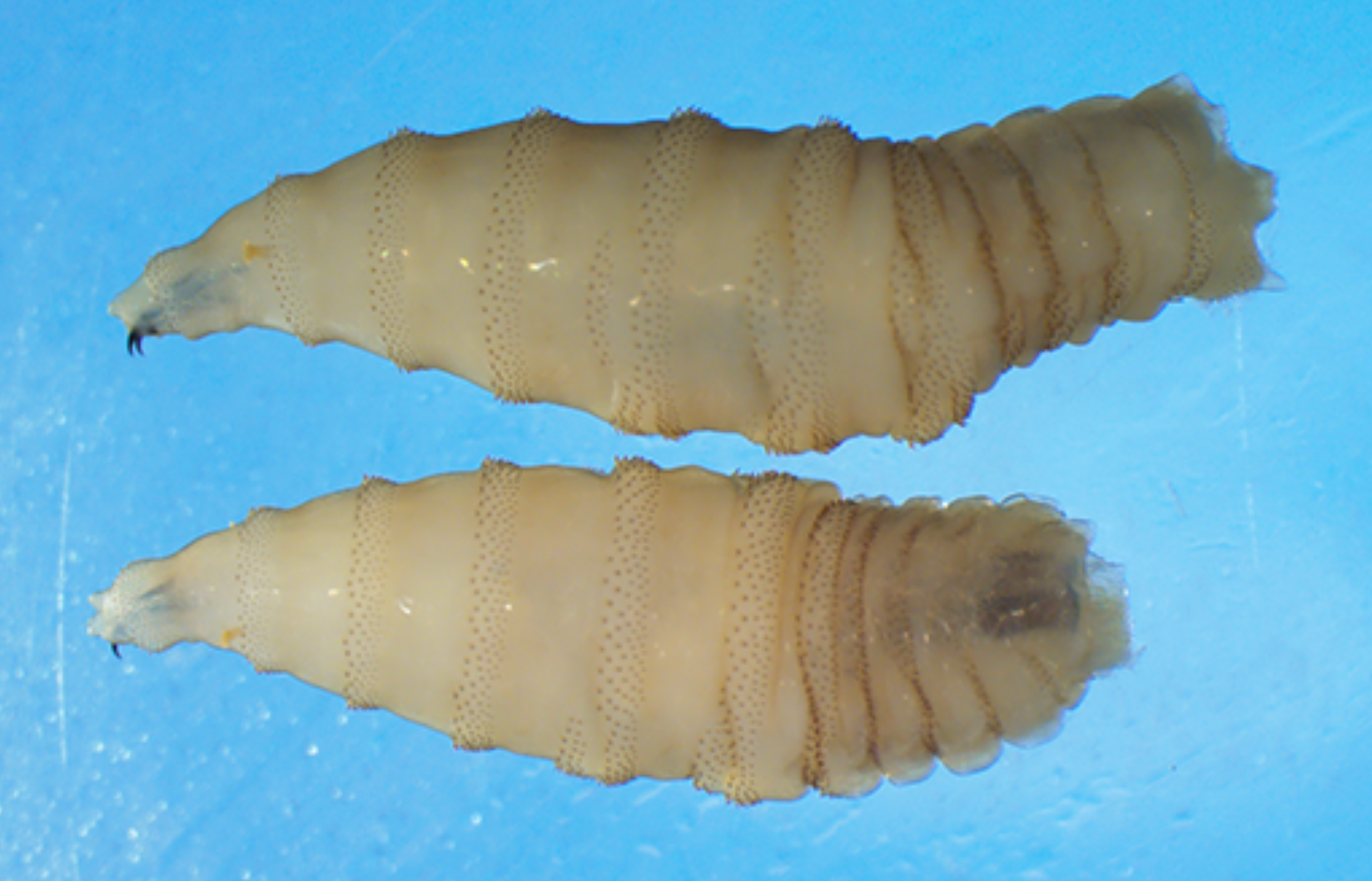 New World screwworms can lay up to 3,000 eggs over their lifetime, according to the CDC