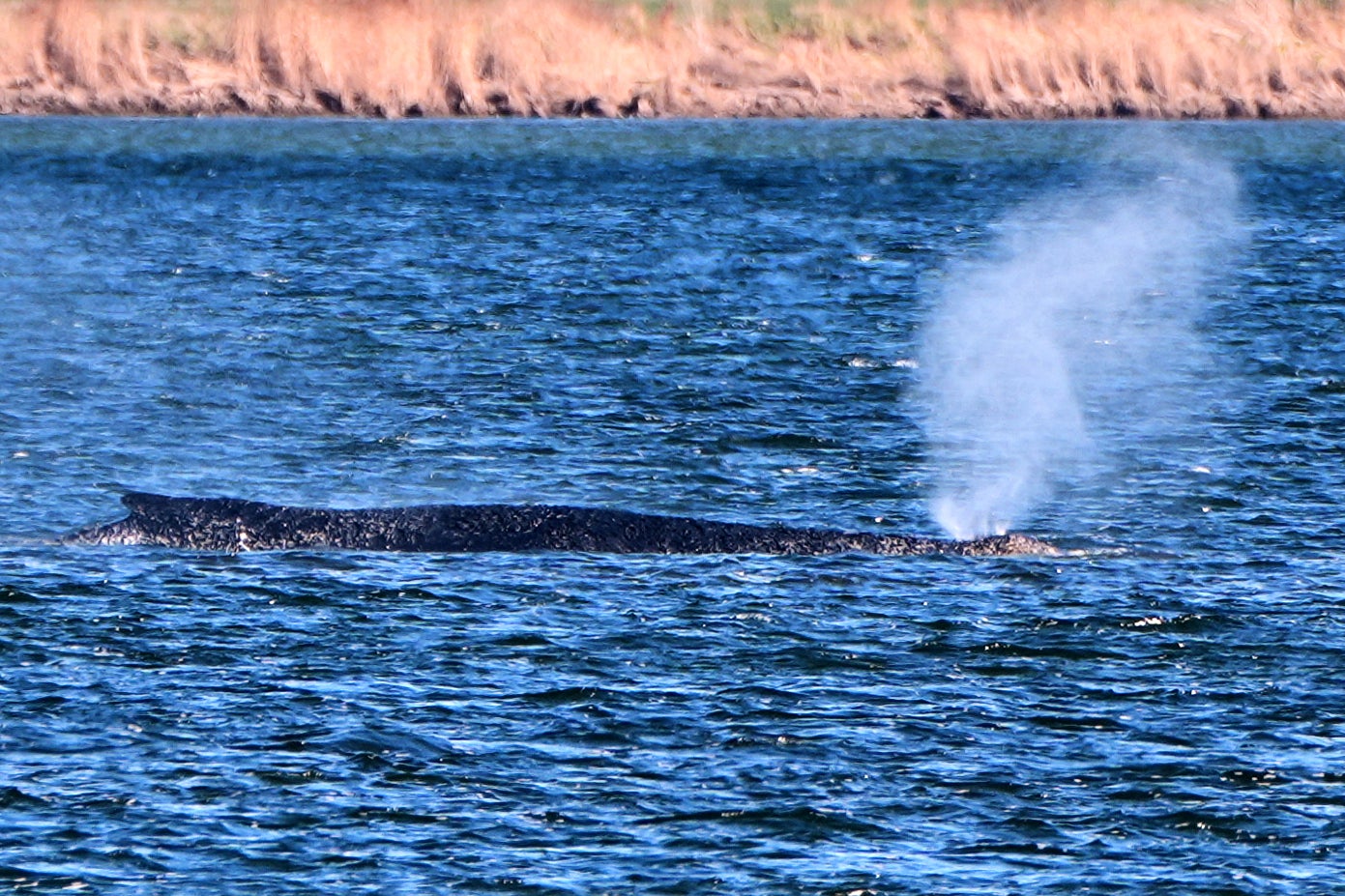 The whale, which has been nicknamed Timmy by local media, is lying in shallow waters near the eastern German town of Wismar and has barely moved for days