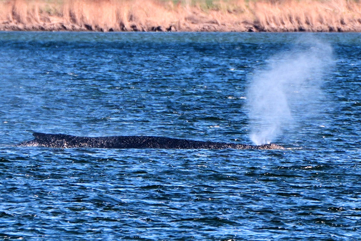 German rescuers plan to use air cushions to save Timmy the stranded whale
