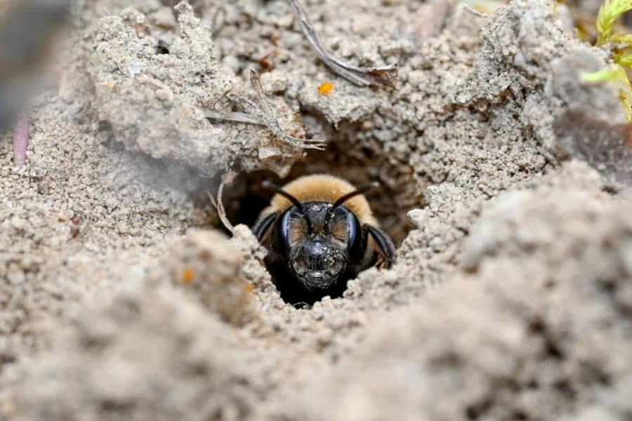 Over 5 million bees found under NY cemetery, one of largest colonies recorded