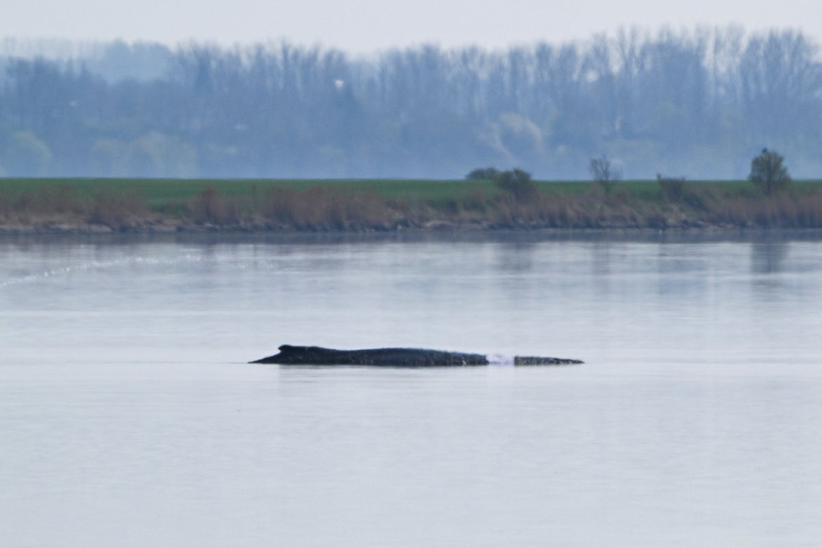 Rescuers devise new elaborate plan to save Timmy the stranded whale