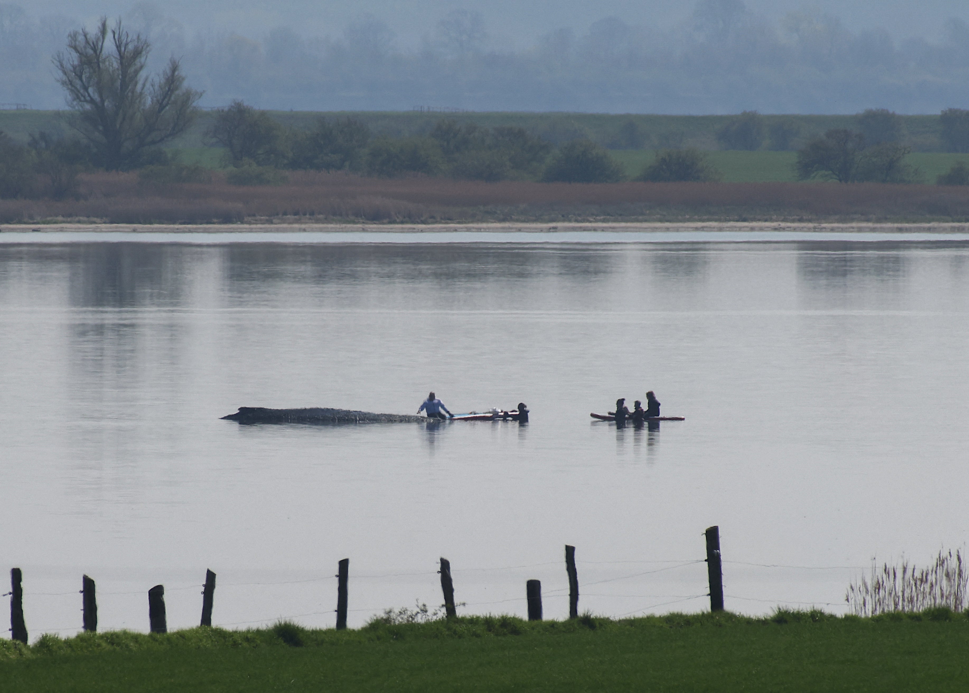 Rescuers try to help a stranded humpback whale off the Baltic Sea coast near the island of Poel, near Wismar, northern Germany