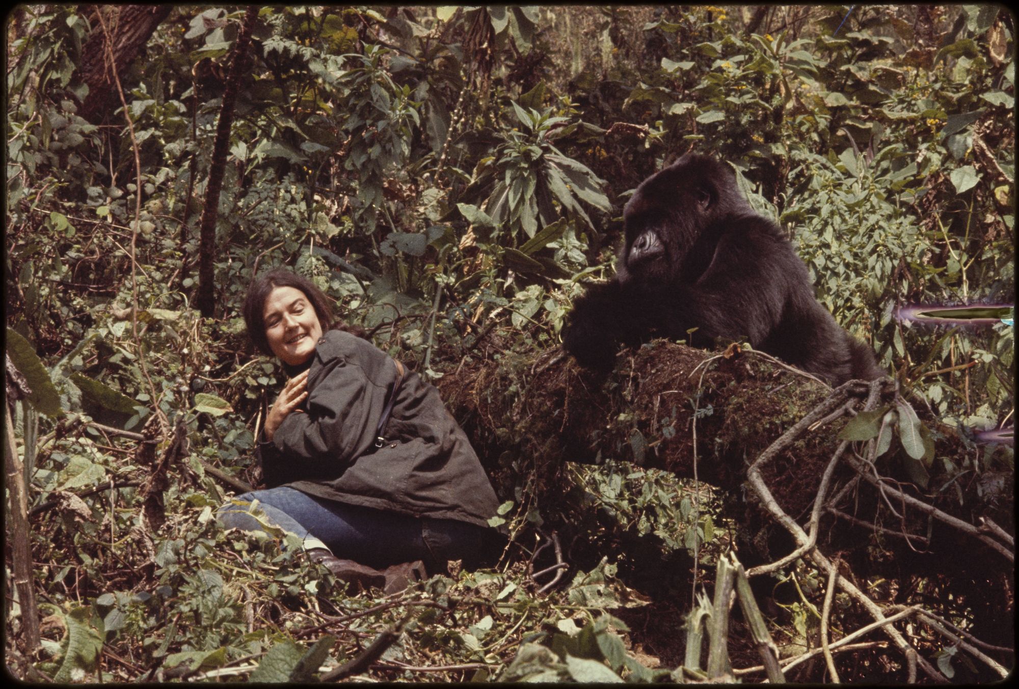 Dian Fossey dedicou sua vida à conservação