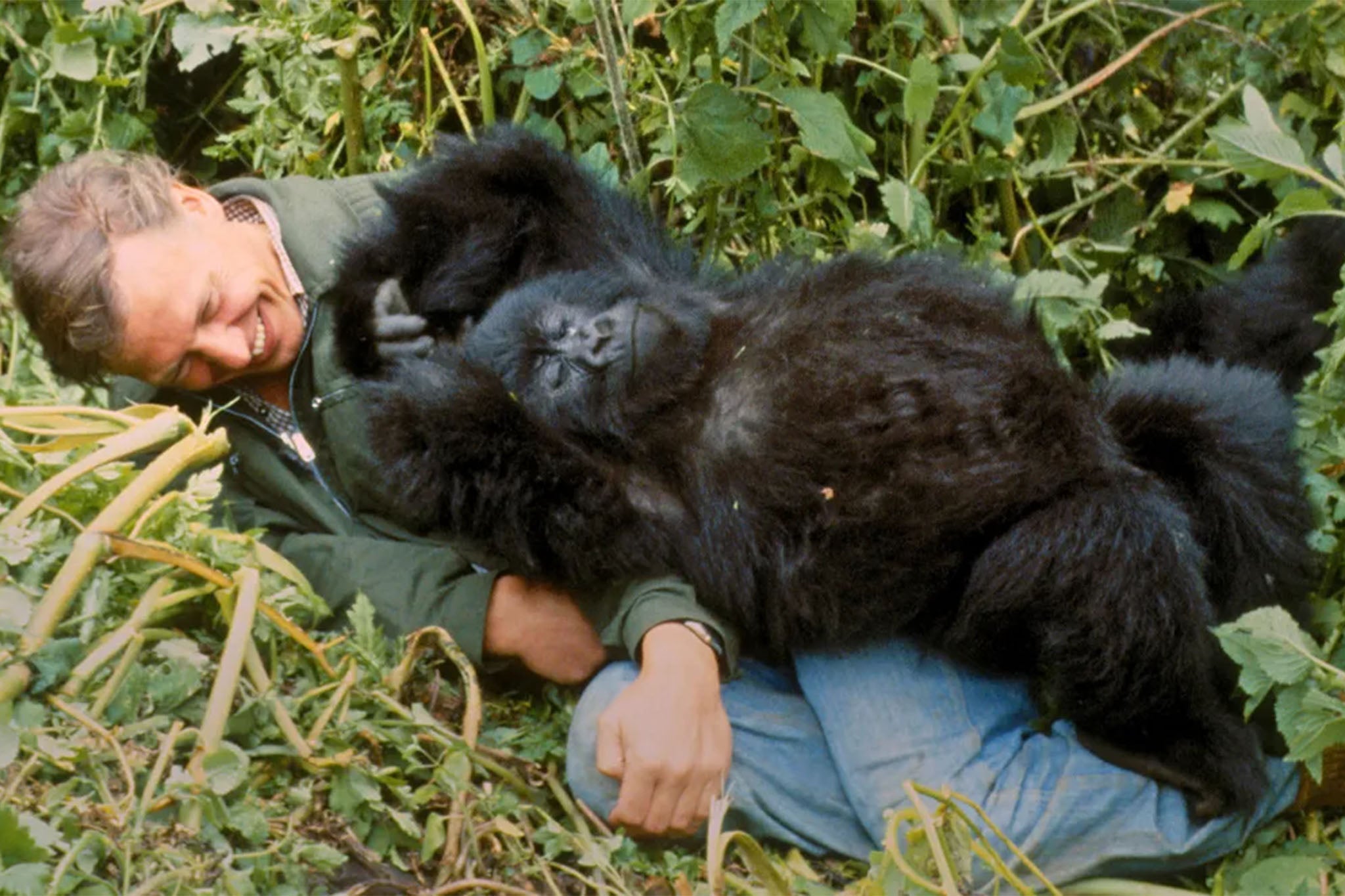 Um atordoado Attenborough foi usado como estrutura de escalada