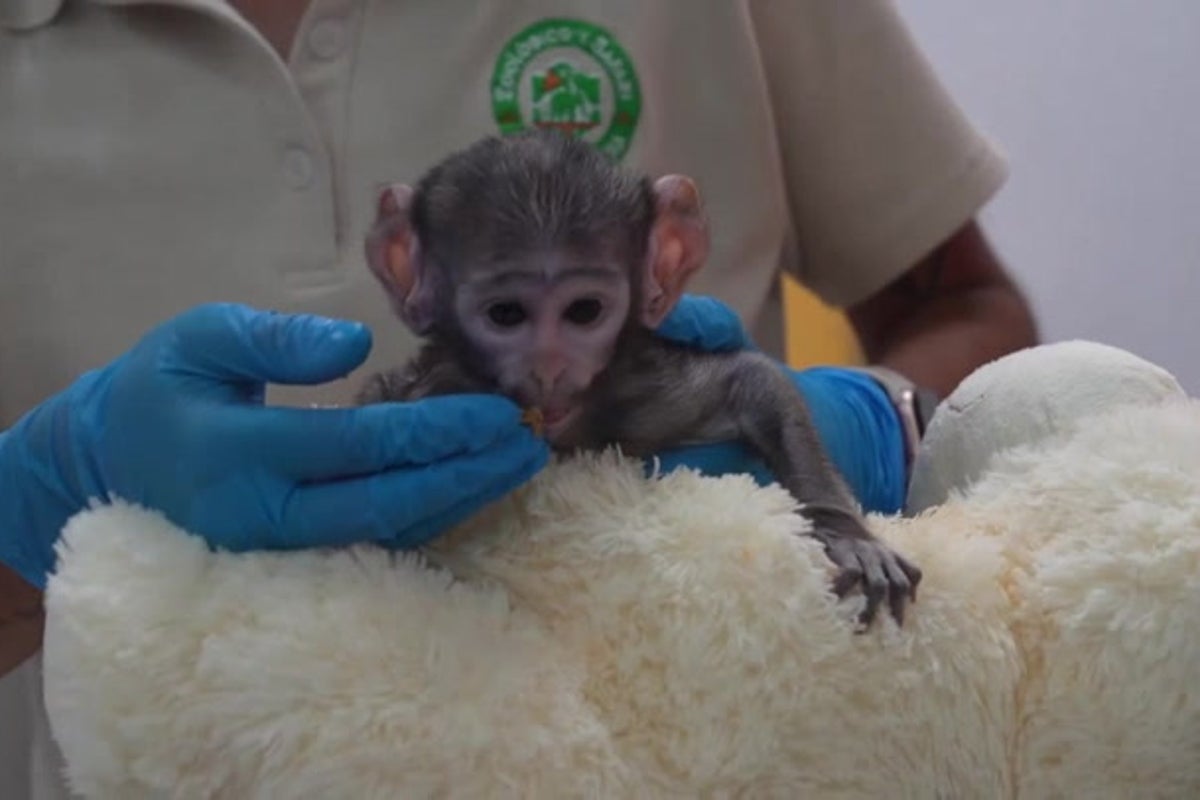 Meet the latest baby monkey finding comfort in a plush companion