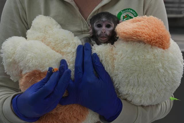 Guadalajara Zoo Rears Rejected Monkey Amid Controversy