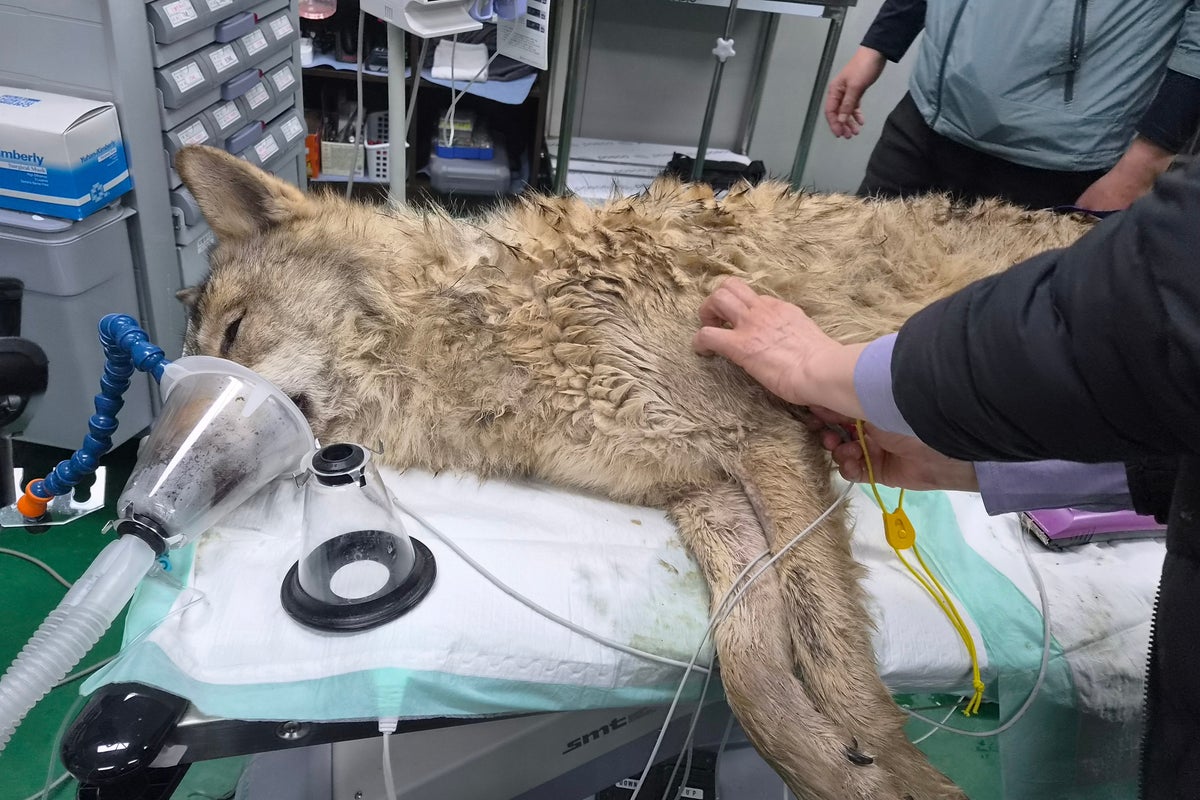 Escaped wolf in South Korea captured alive and returned to zoo after 9-day ...