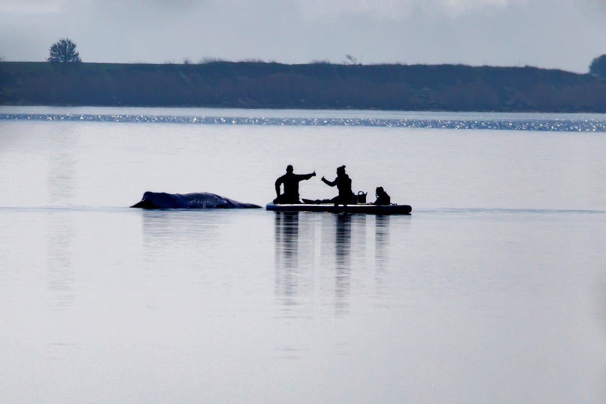 The Brutal Truth About Whale Rescue Efforts
