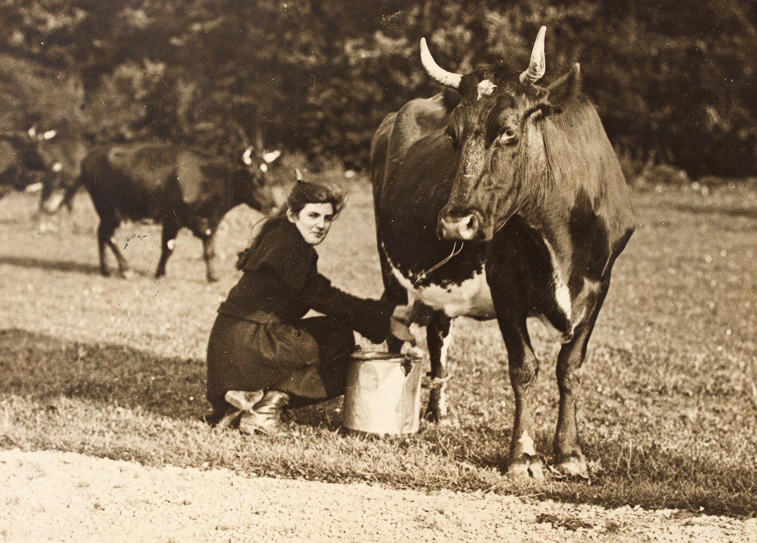 Miss Mannix, niece of Archbishop Daniel Mannix, Archbishop of Melbourne, milking a cow on her father's farm at Deerpark, Charleville, Co. Cork, c. 9 August 1920