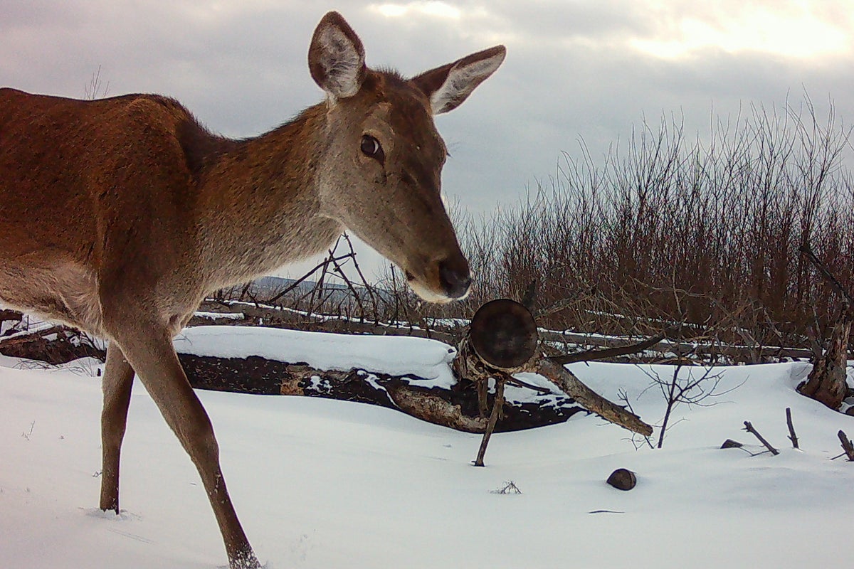 Chernobyl is too radioactive for humans – but wild animals are thriving like never before – UK Times
