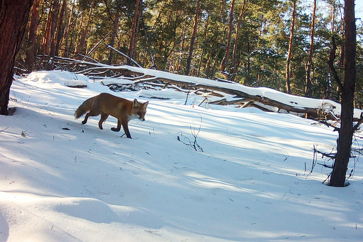 How Chernobyl’s radioactive zone became a thriving refuge for rare wildlife