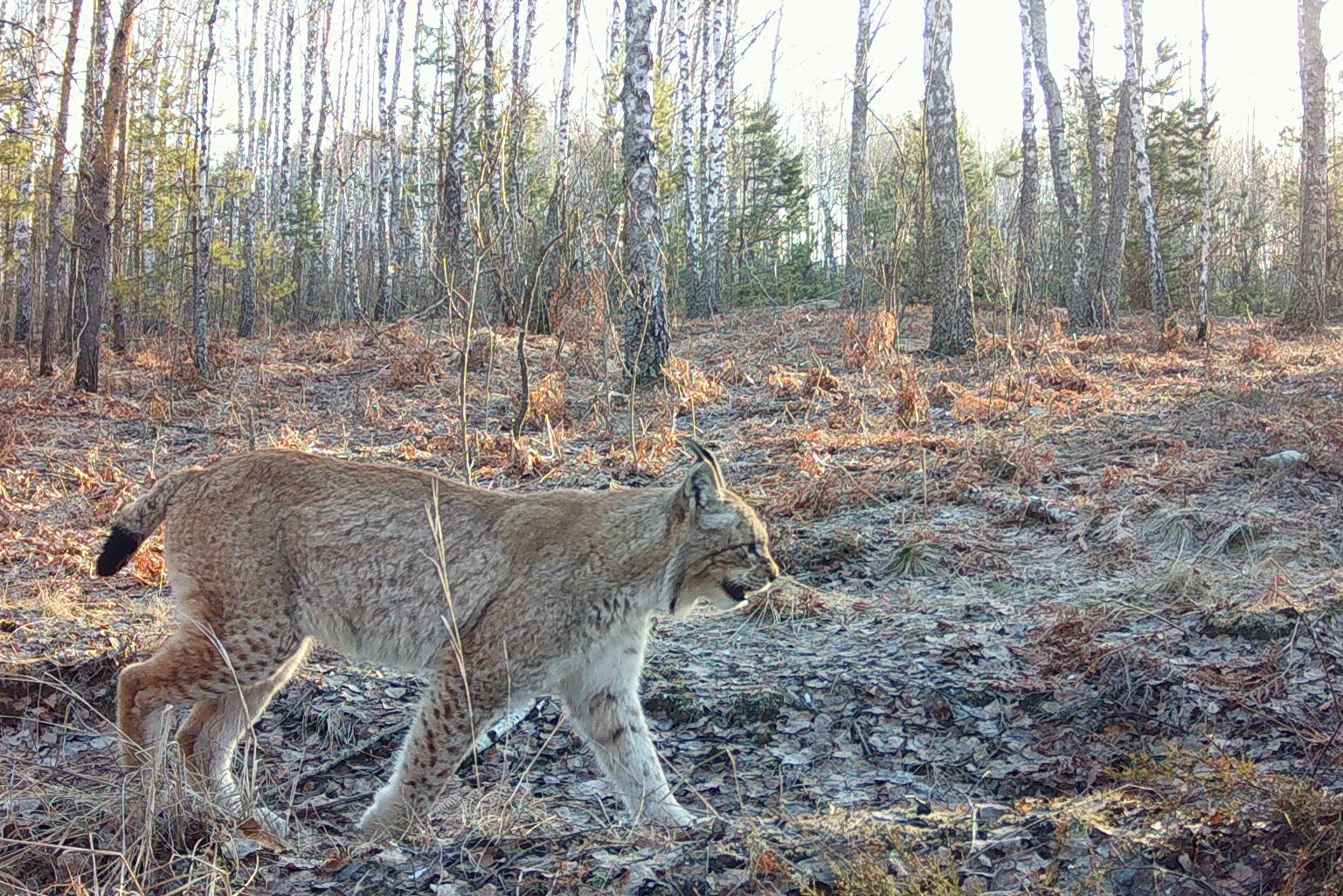 A wild lynx walks in a forest inside the Chernobyl exclusion zone, Ukraine