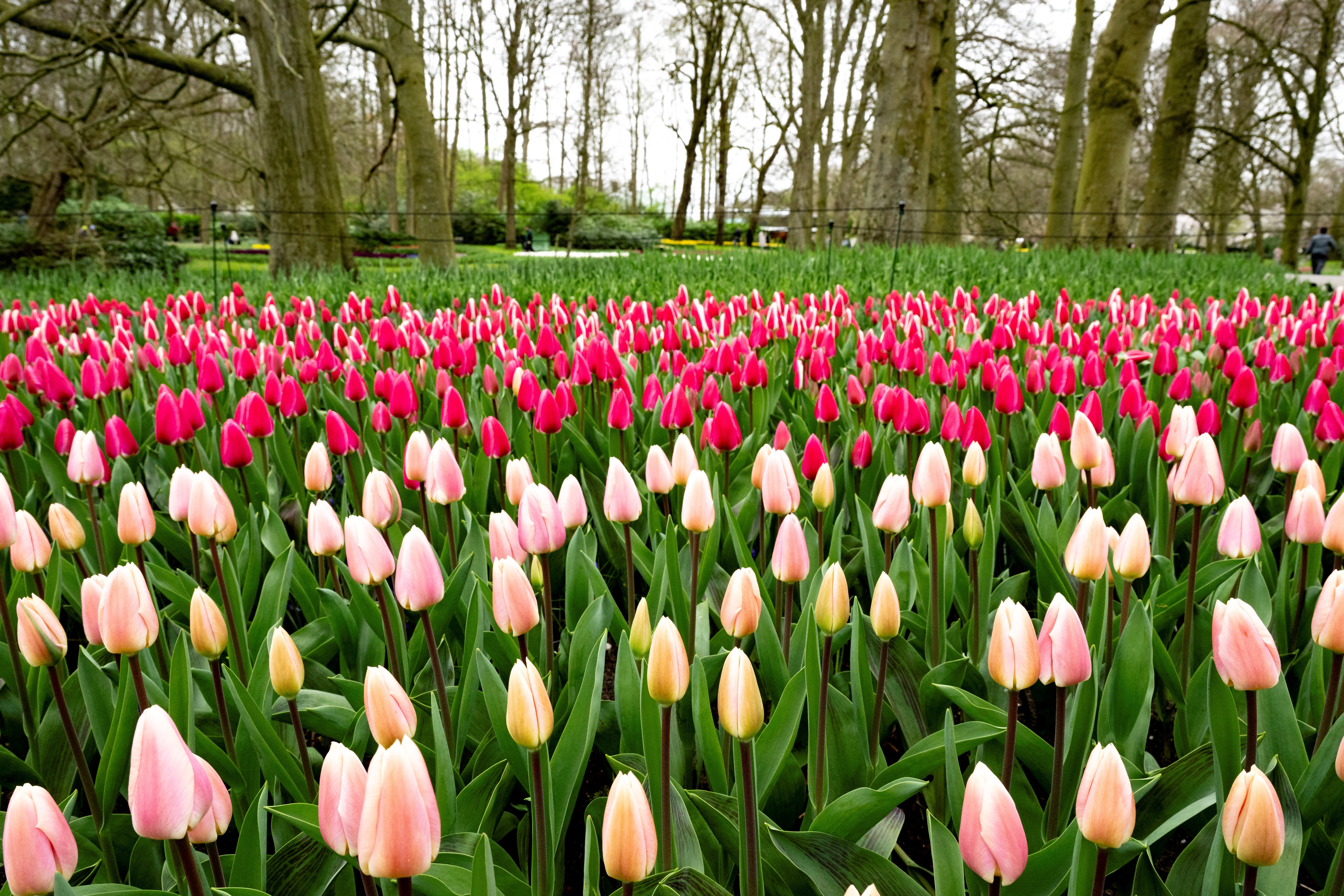 Tulips at the Keukenhof gardens in Lisse, western Netherlands