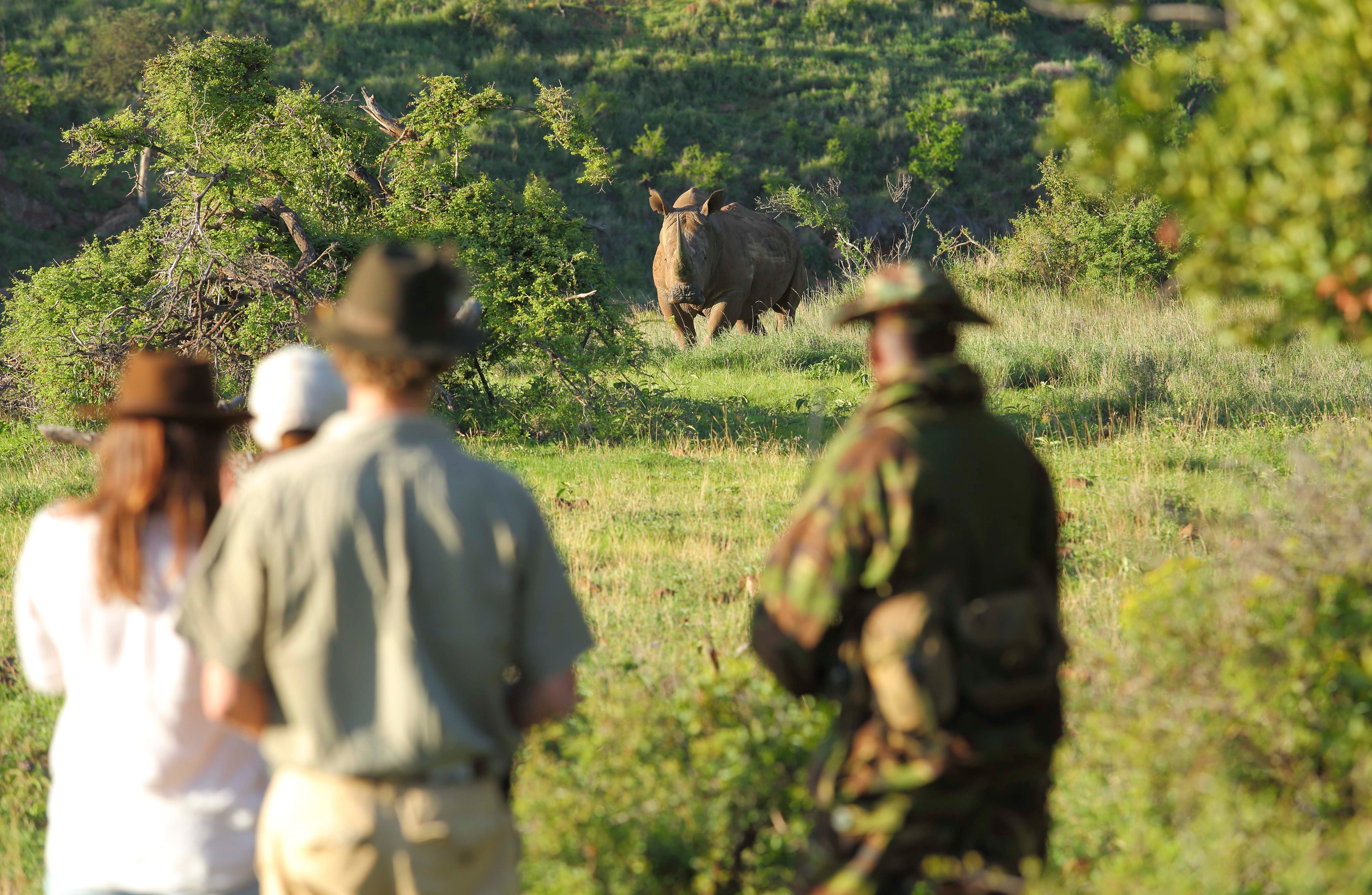 Borana and Lewa host around 12 per cent of Kenya’s endangered rhino population