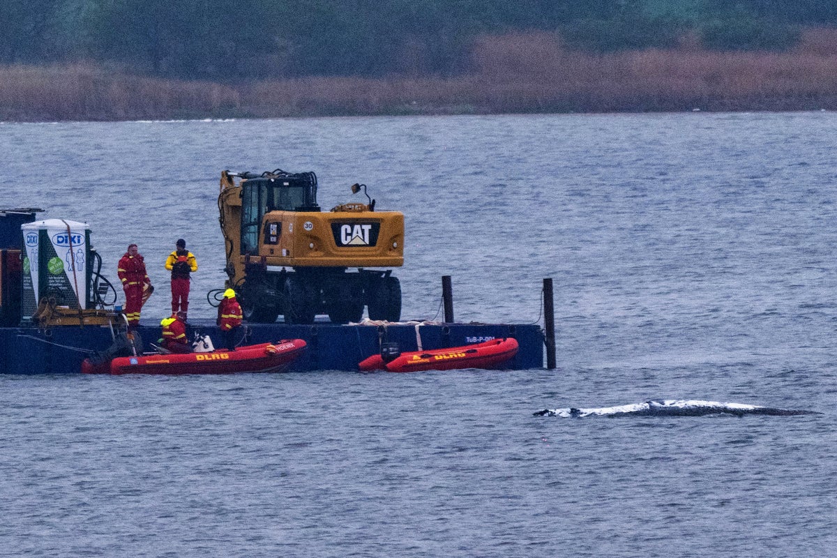 Here's what to know about Timmy, the humpback whale that's sick and stranded in the Baltic Sea