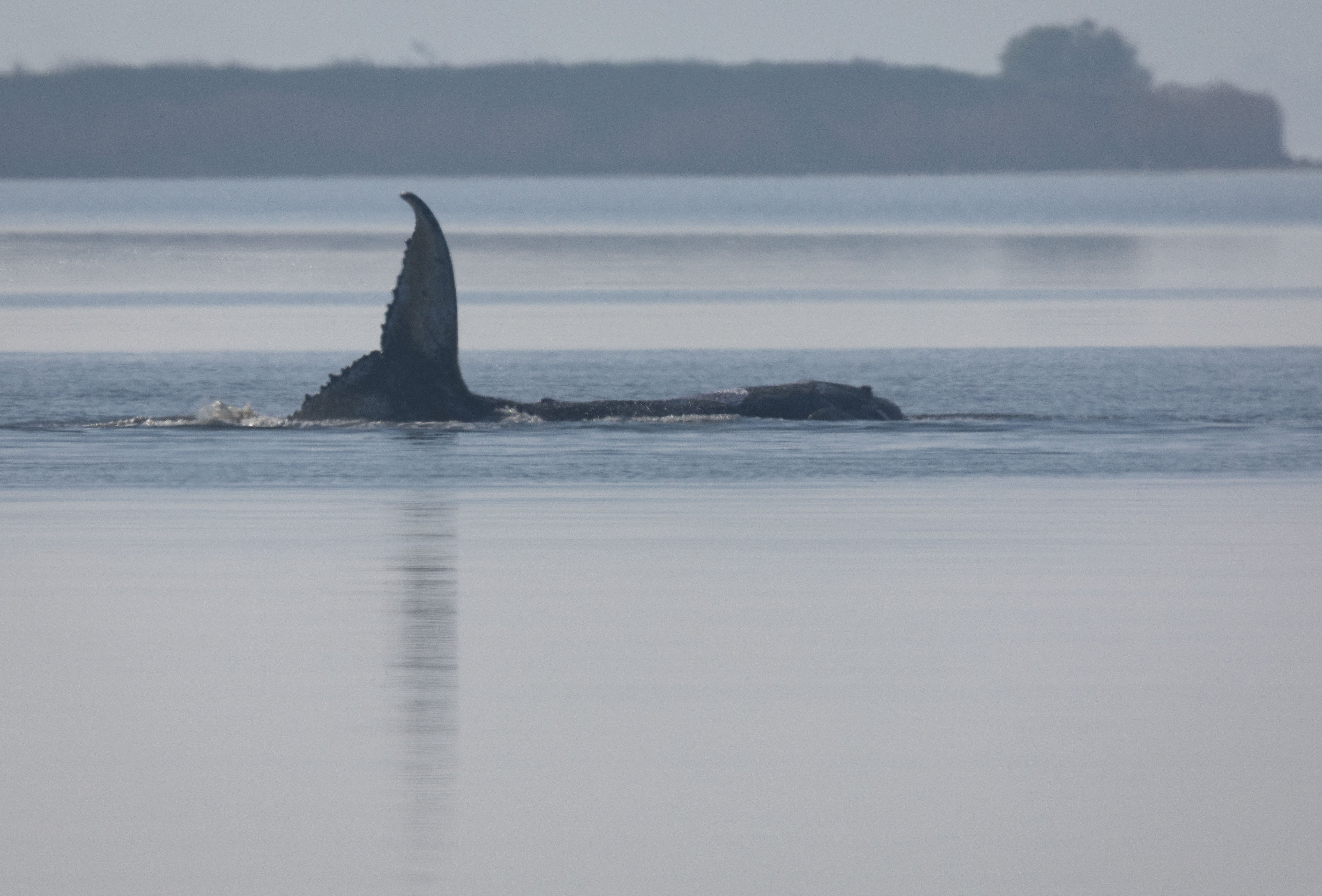 The humpback whale, nicknamed Timmy