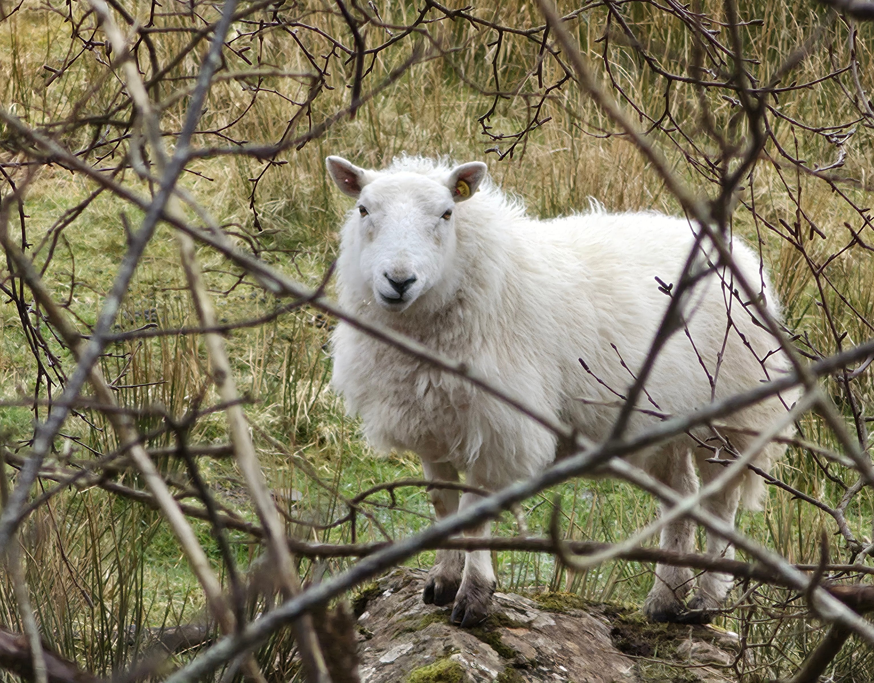 Using 10x optical zoom, Somhairle was able to capture this image of a sheep staring at him