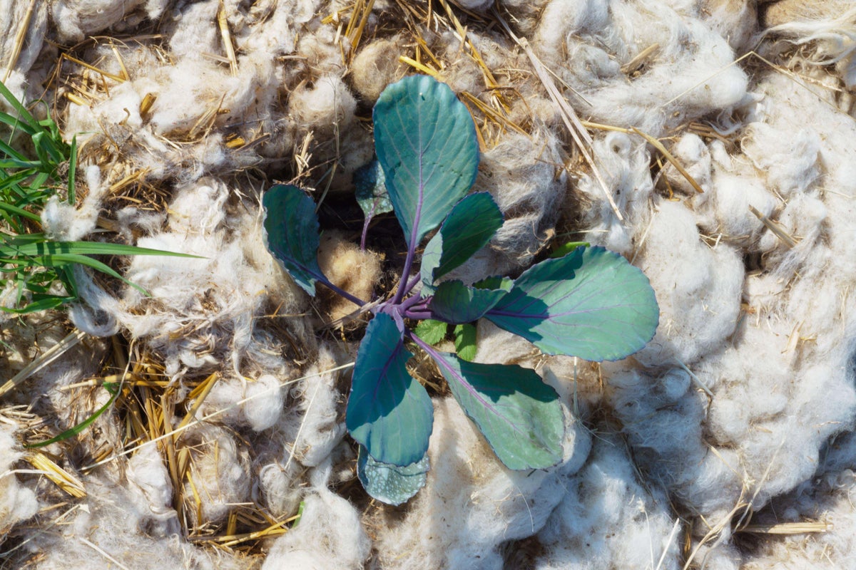 Unusual gardening hacks to save time and money