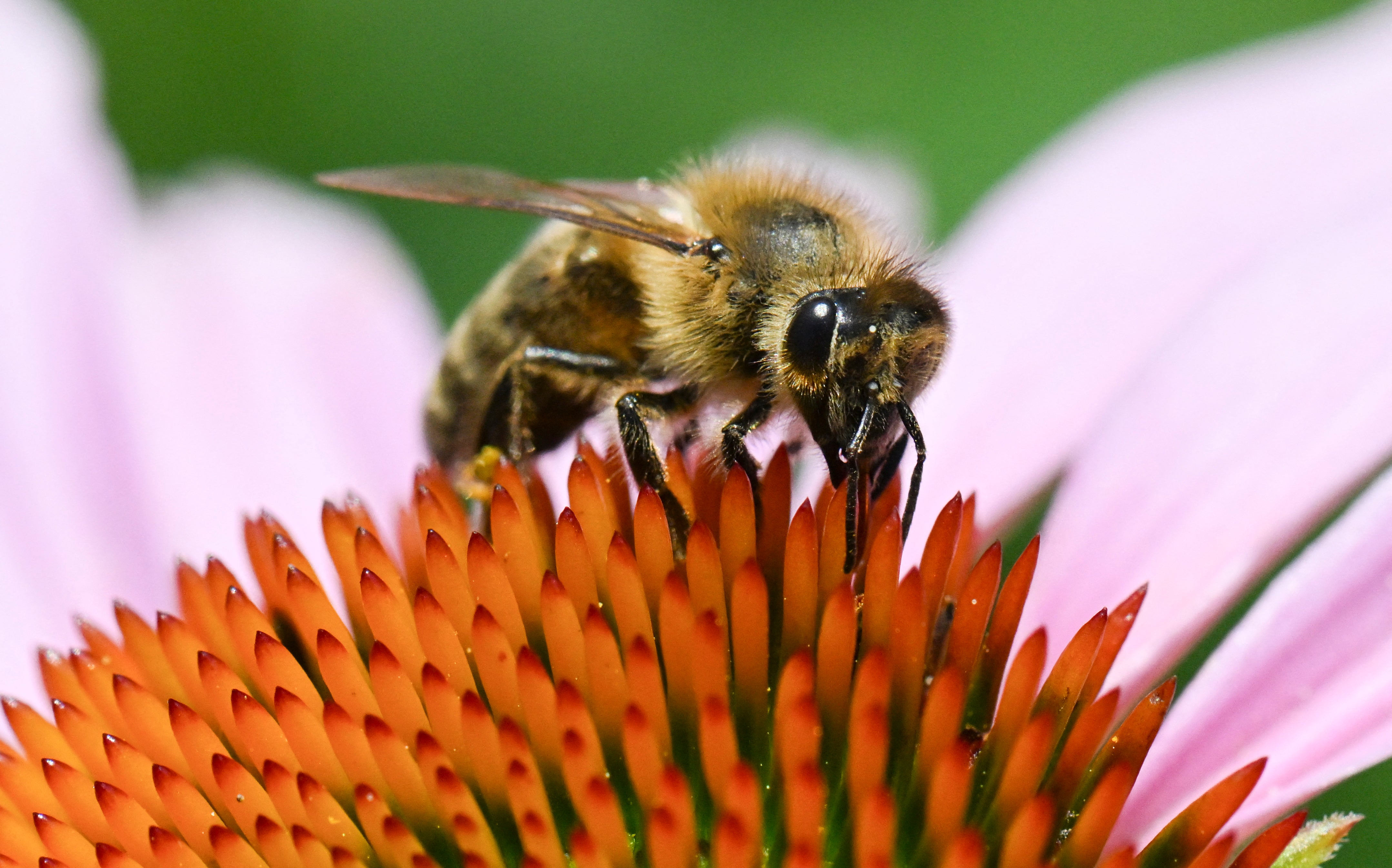 <p>A honeybee collects pollen on a blooming coneflower (echinacea purpurea) in Ludwigsburg, southwestern Germany</p>