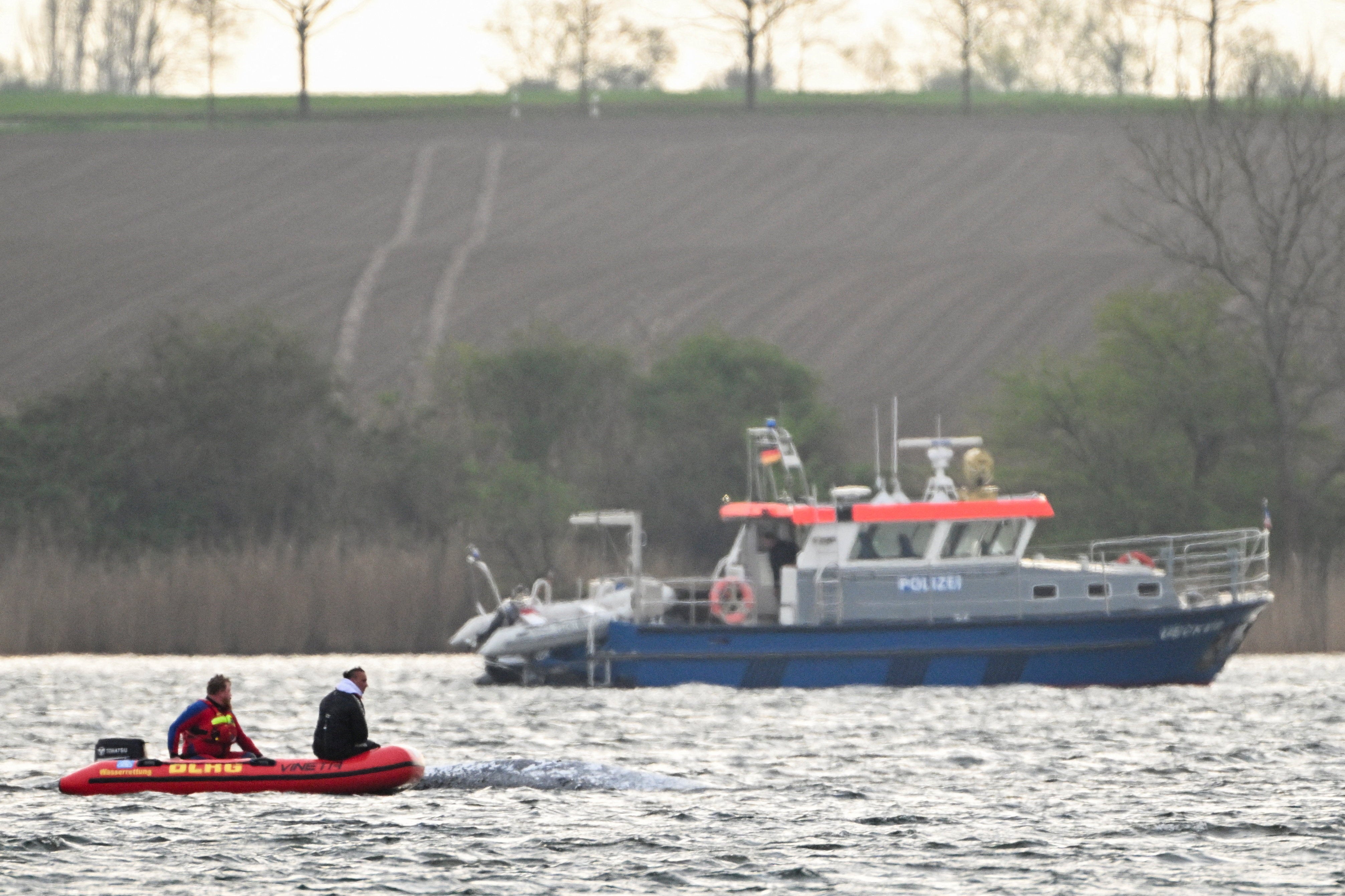 Timmy was first spotted swimming in the region on 3 March 3, but it is not clear why the whale swam into the Baltic Sea, far from its natural habitat in the Atlantic Ocean