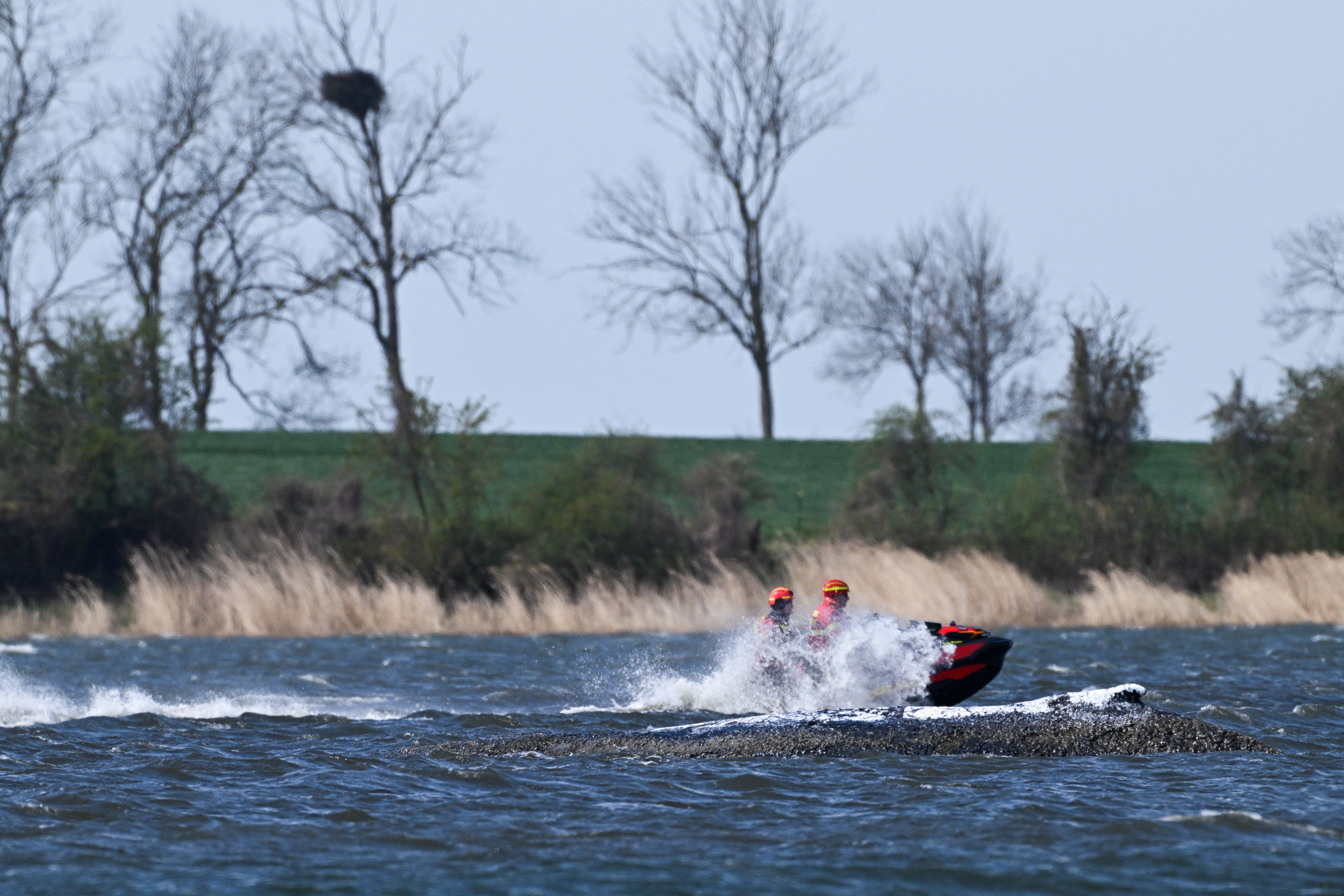 Stranded humpback whale, nicknamed Timmy, in the shallow waters off the Baltic Sea on the Island of Poel, near Wismar, Germany