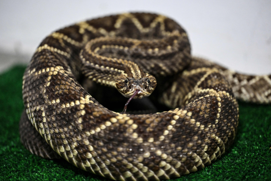 Third Californian dies from snakebite as attacks spike